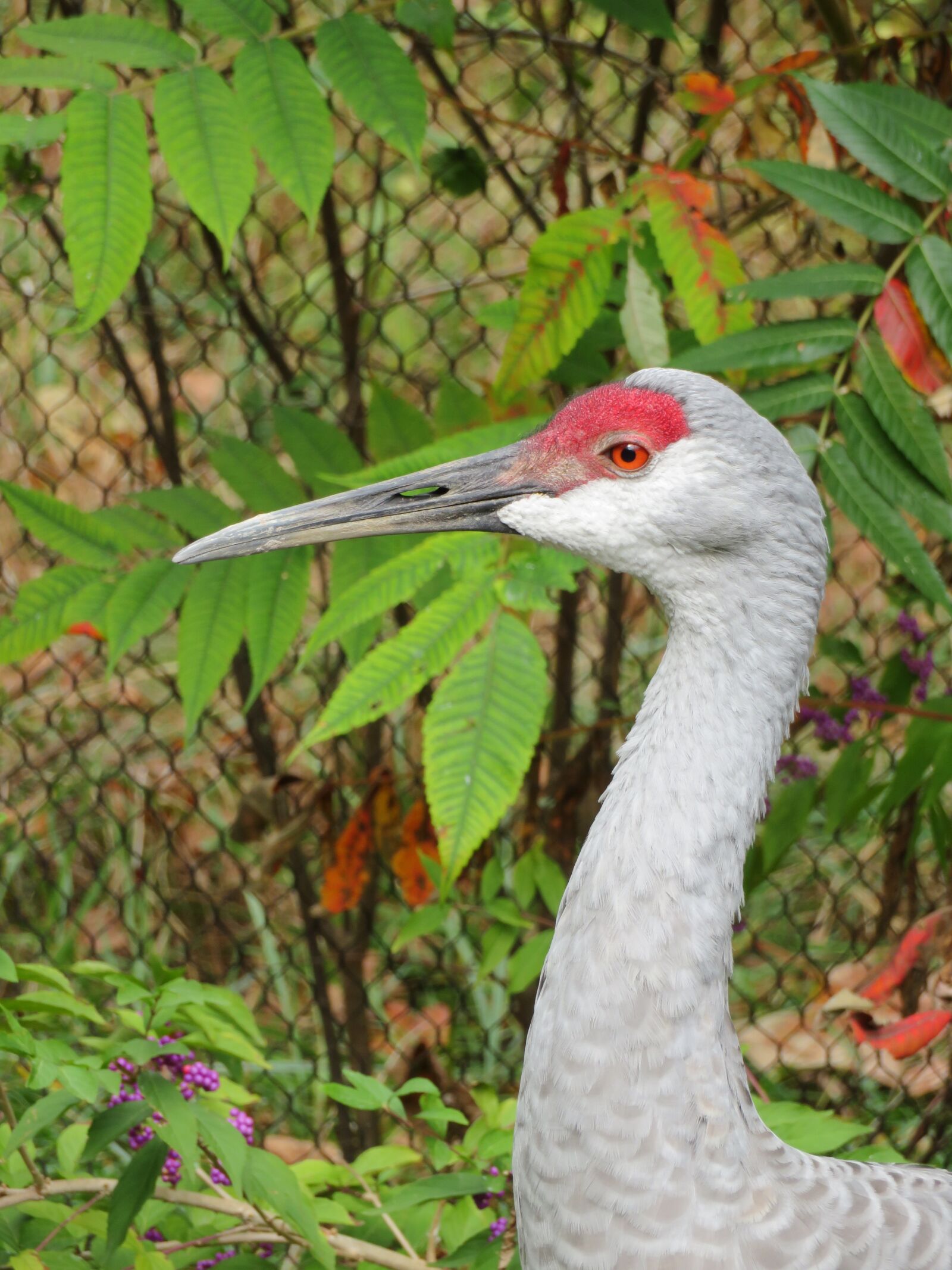 Canon PowerShot SX720 HS sample photo. Crane, bird, portrait photography