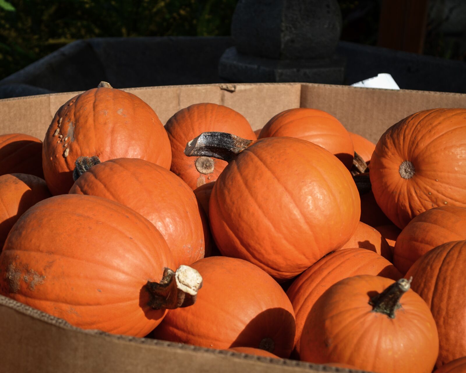 Nikon D5100 sample photo. Pumpkins, orange, bold color photography