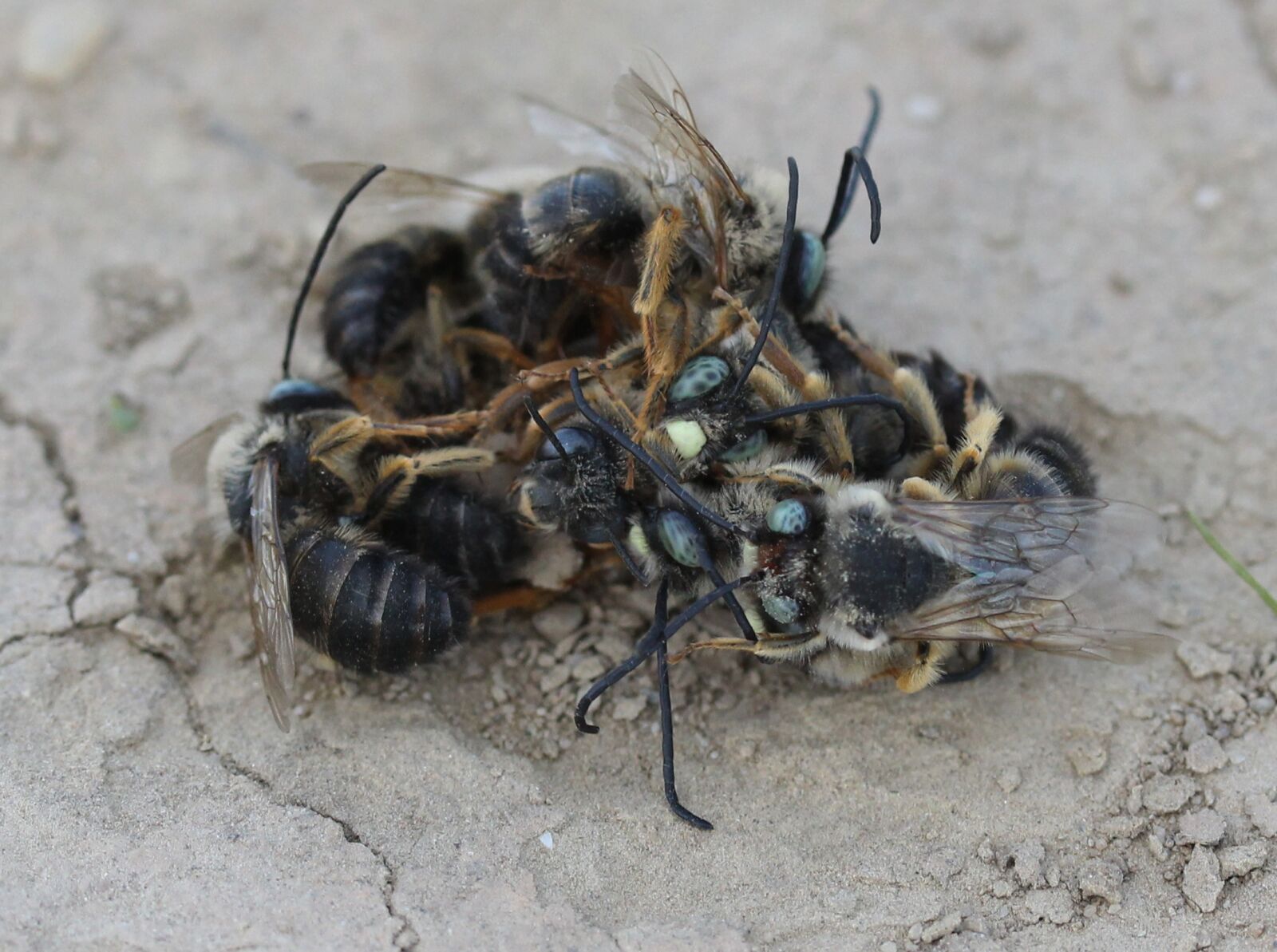 Canon EF-S 60mm F2.8 Macro USM sample photo. Bee, struggle, insecta photography