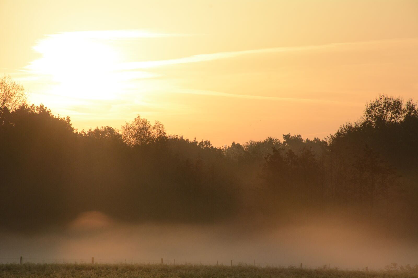 Nikon D7100 sample photo. Autumn, forest, nature photography