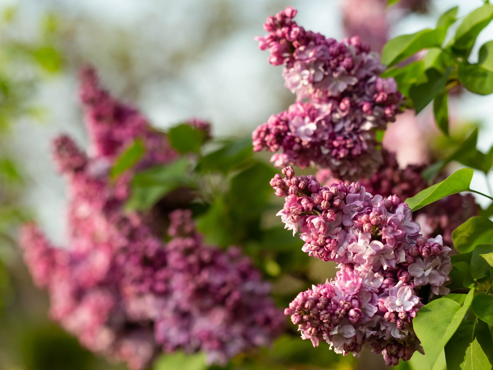Canon EF 100mm F2.8L Macro IS USM sample photo. Without, lilac, plant photography
