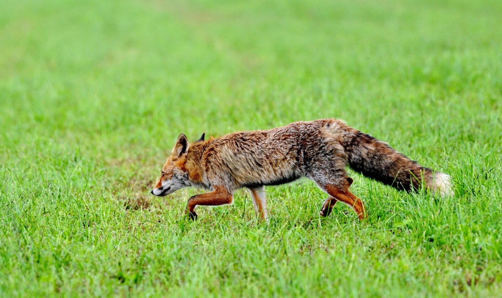 Nikon D700 sample photo. Fox, predator, mammal photography