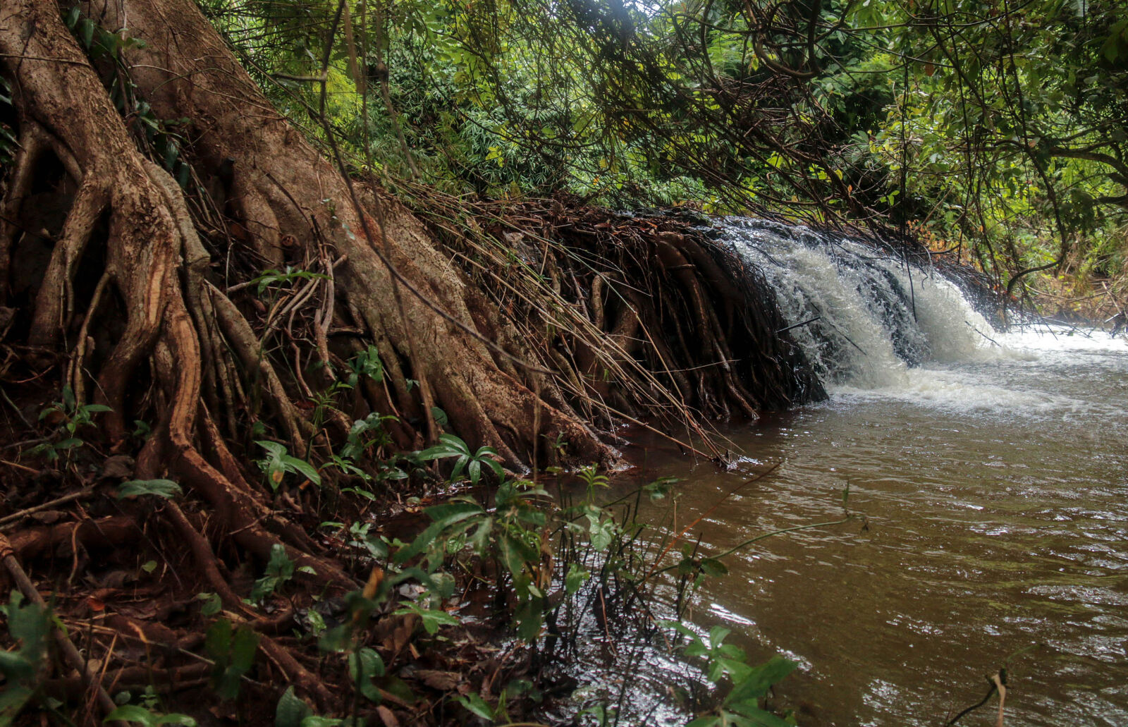 Canon EF-S 18-200mm F3.5-5.6 IS sample photo. Forest, nature, waterfall photography