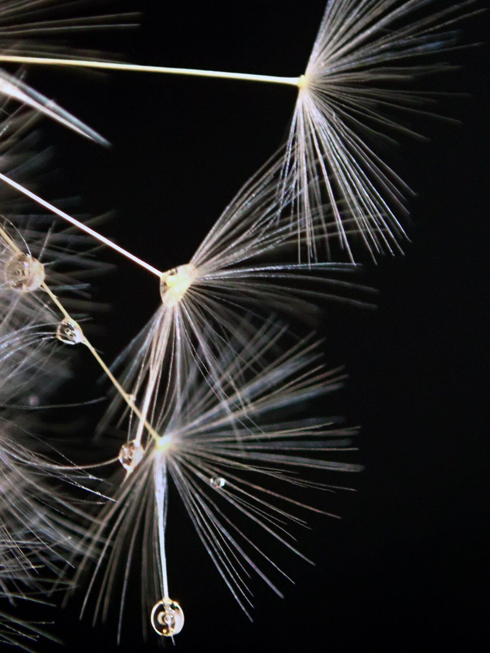 Olympus TG-5 sample photo. Dandelion, seed, delicate photography