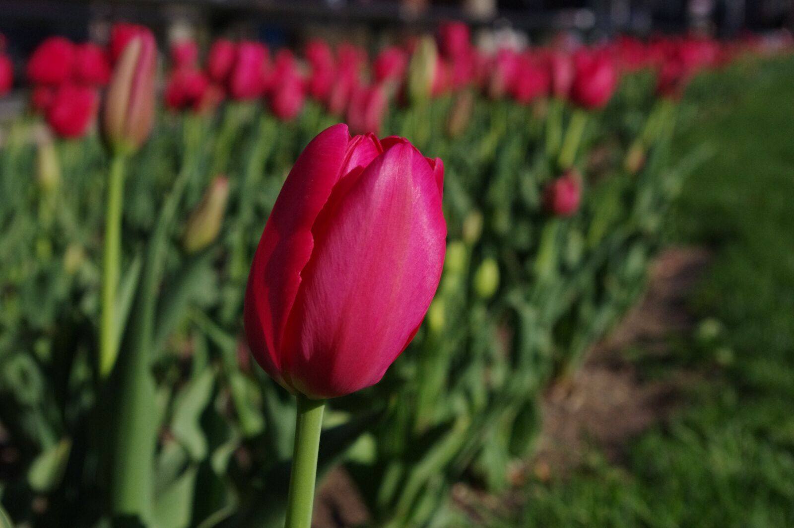 Pentax K-r sample photo. Tulips, red, flowers photography