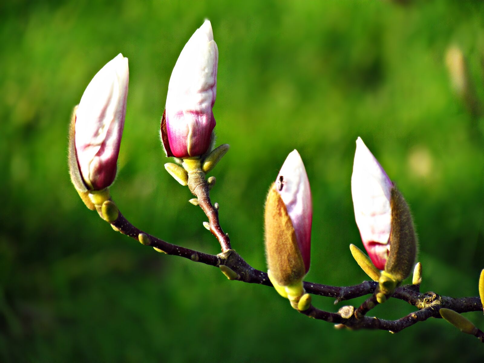 Canon PowerShot SX30 IS sample photo. The buds, flowers, tree photography