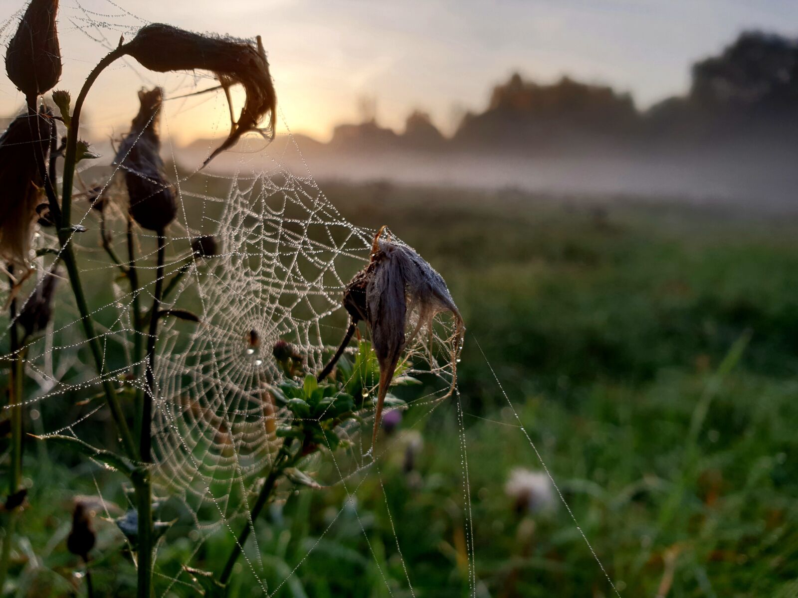 Samsung Galaxy S9 sample photo. In addition to, field photography