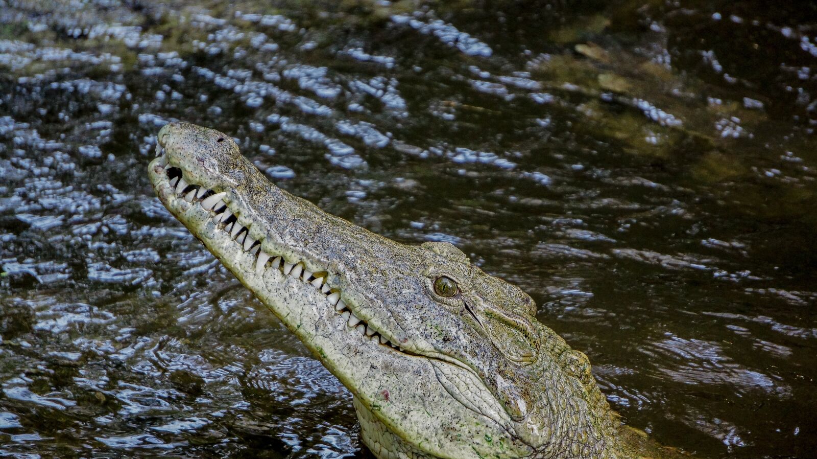 Sony Alpha NEX-5 + Sony E 55-210mm F4.5-6.3 OSS sample photo. Crocodile, nature, wild photography