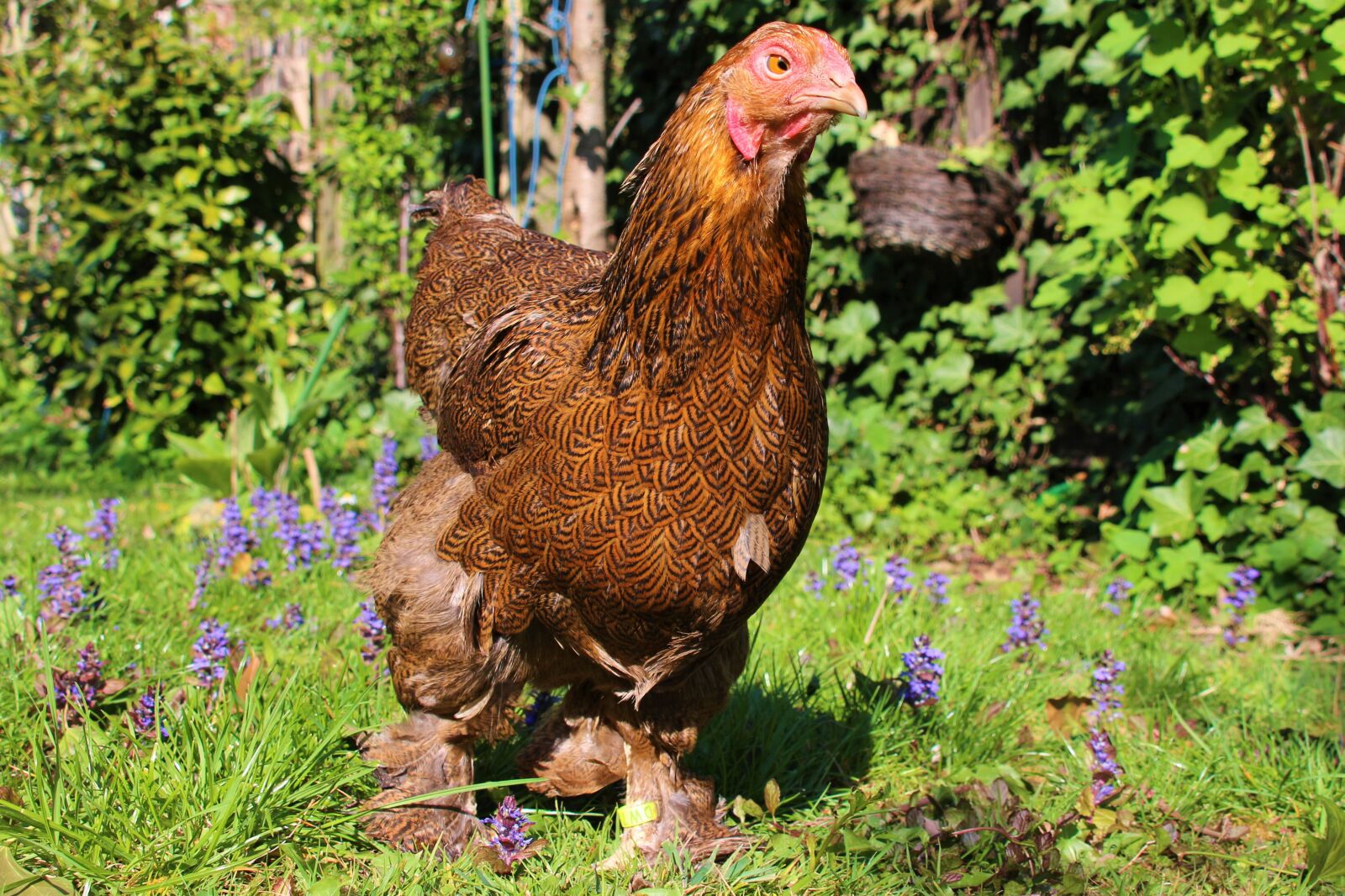 Canon EOS 700D (EOS Rebel T5i / EOS Kiss X7i) sample photo. Chicken, hen, animal photography