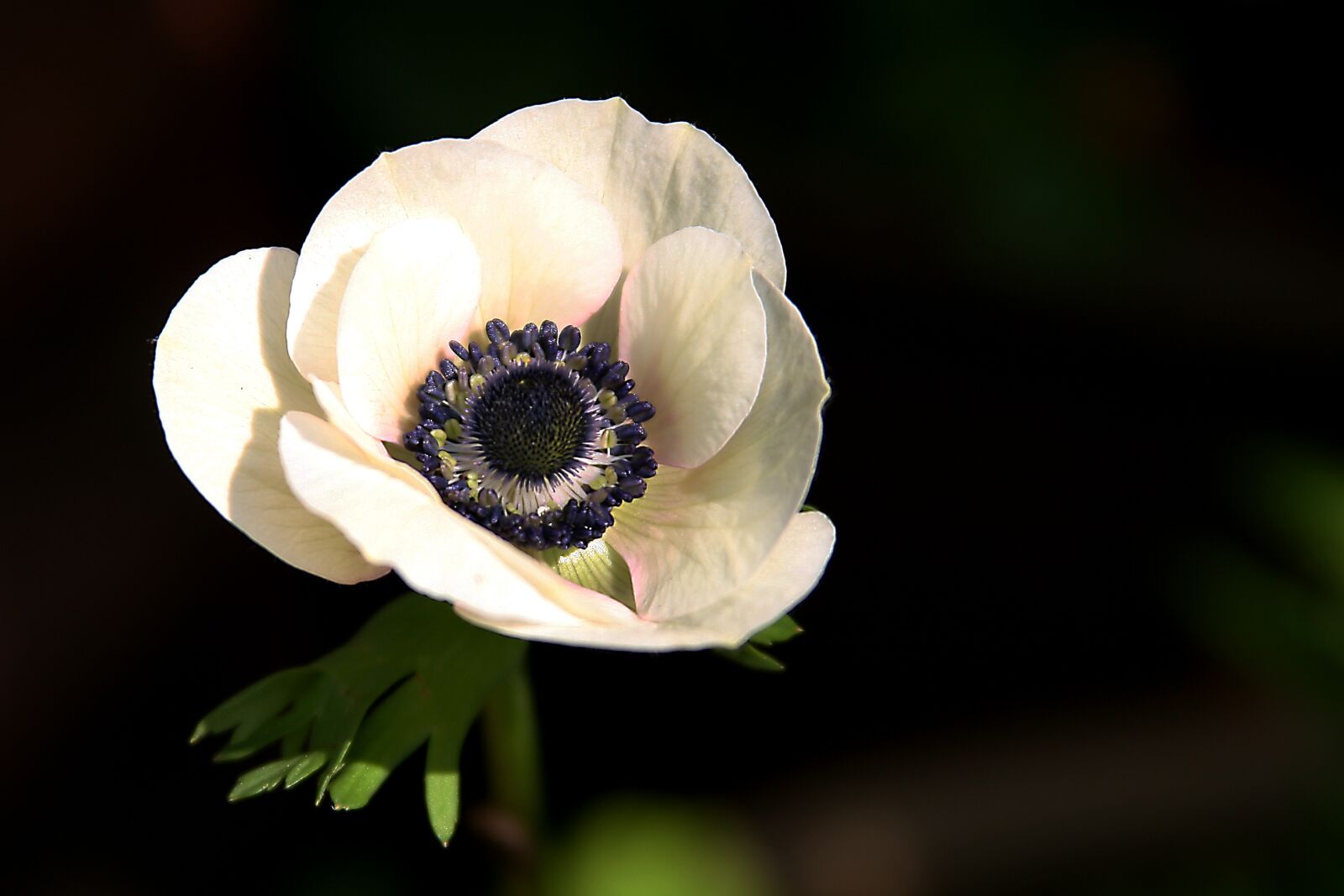 Canon EOS 20D sample photo. Flower, petal, garden photography