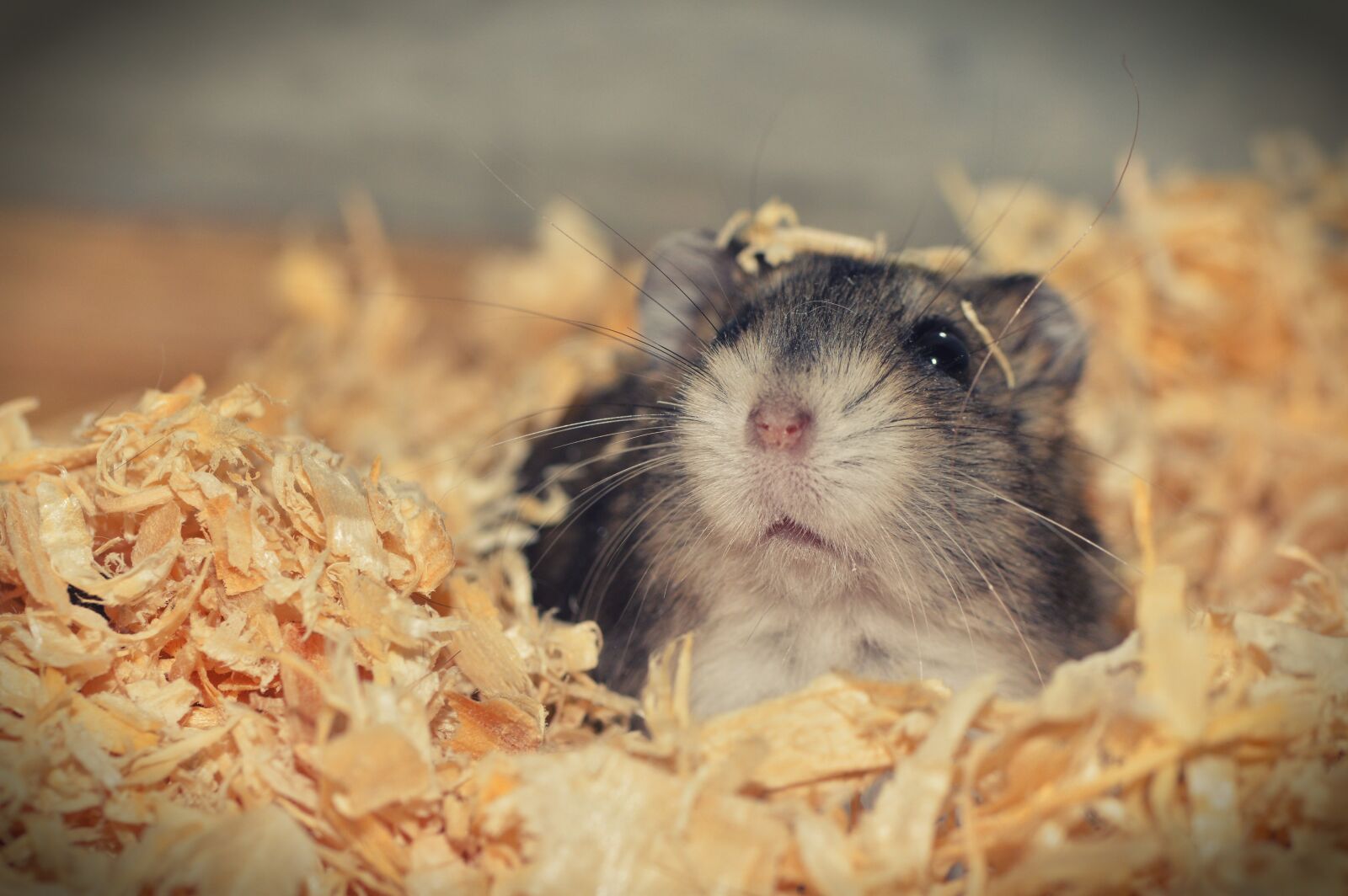 Nikon D3200 sample photo. Hamster, animal, rodent photography