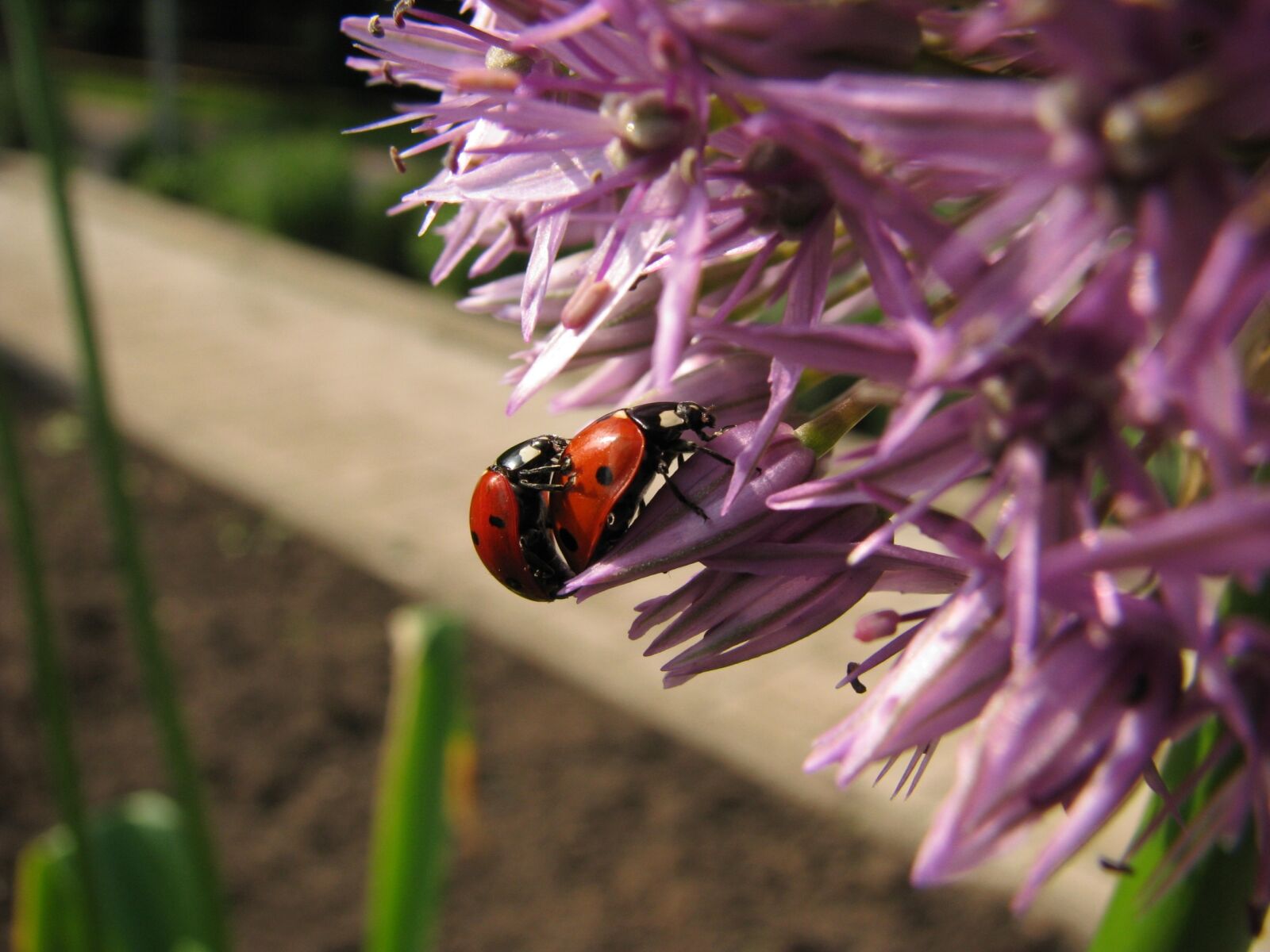 Canon POWERSHOT S5 IS sample photo. Ladybug, blossom, bloom photography