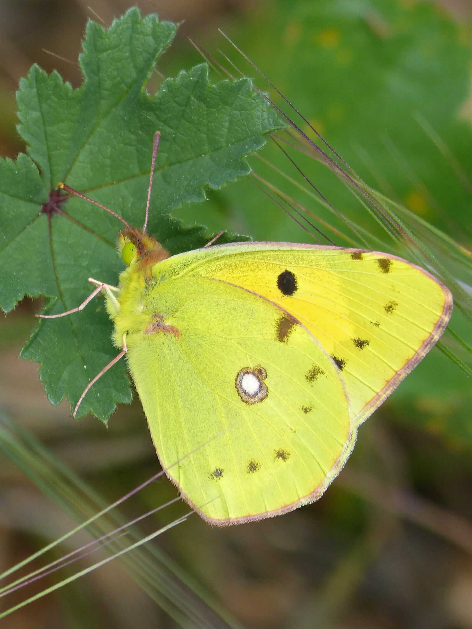 Panasonic DMC-FZ62 sample photo. Butterfly, colias croceus, safranera photography