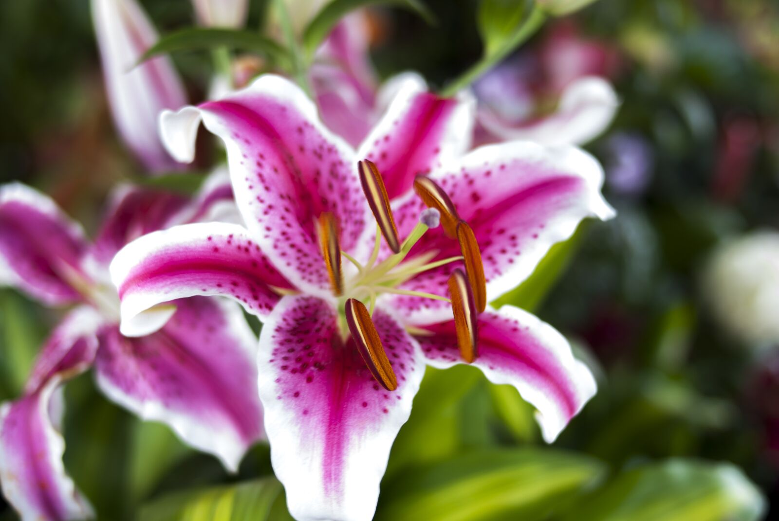 Nikon D60 sample photo. Flower, nature, plant photography