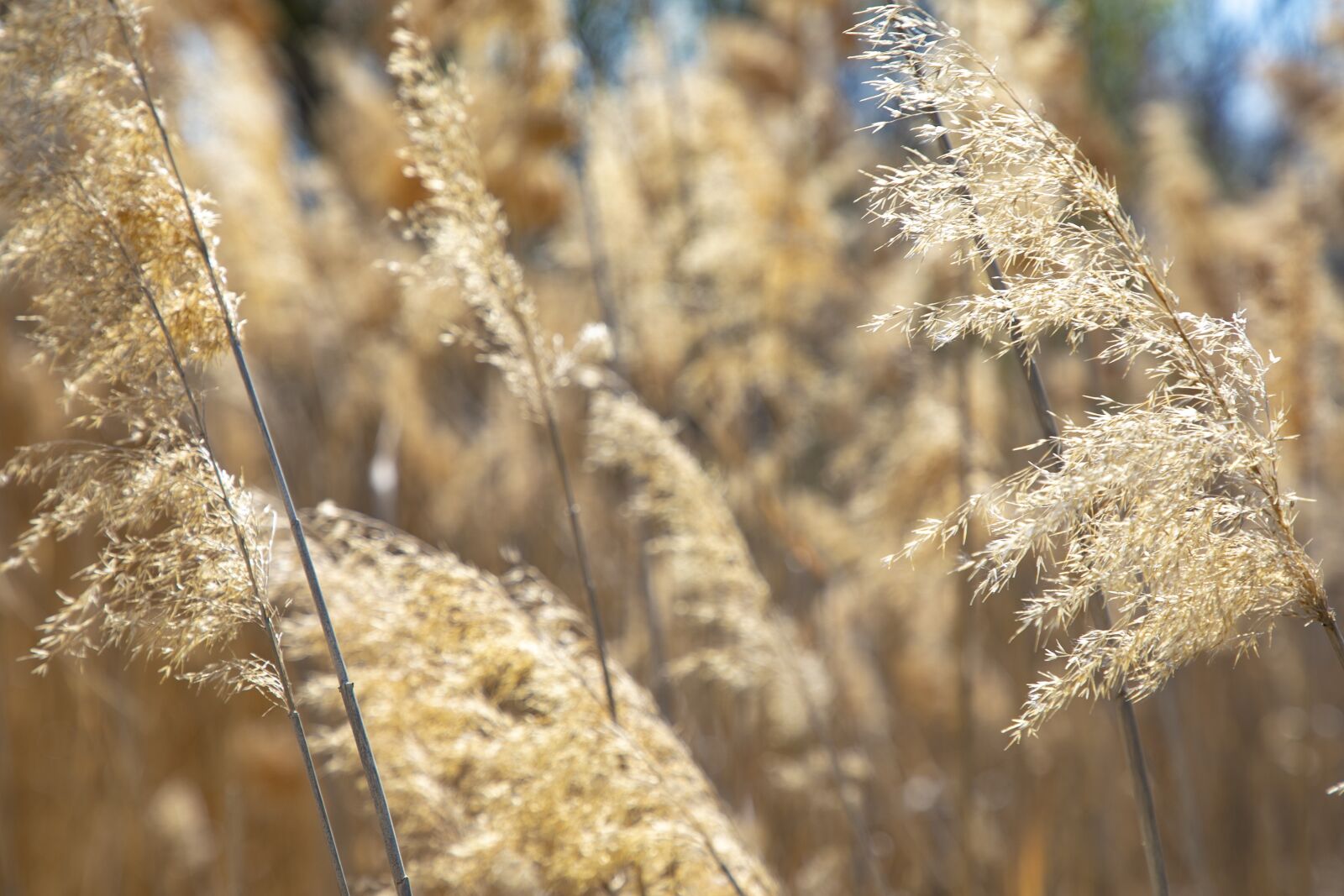 Canon EF 24-105mm F4L IS II USM sample photo. Background image, the beauty photography