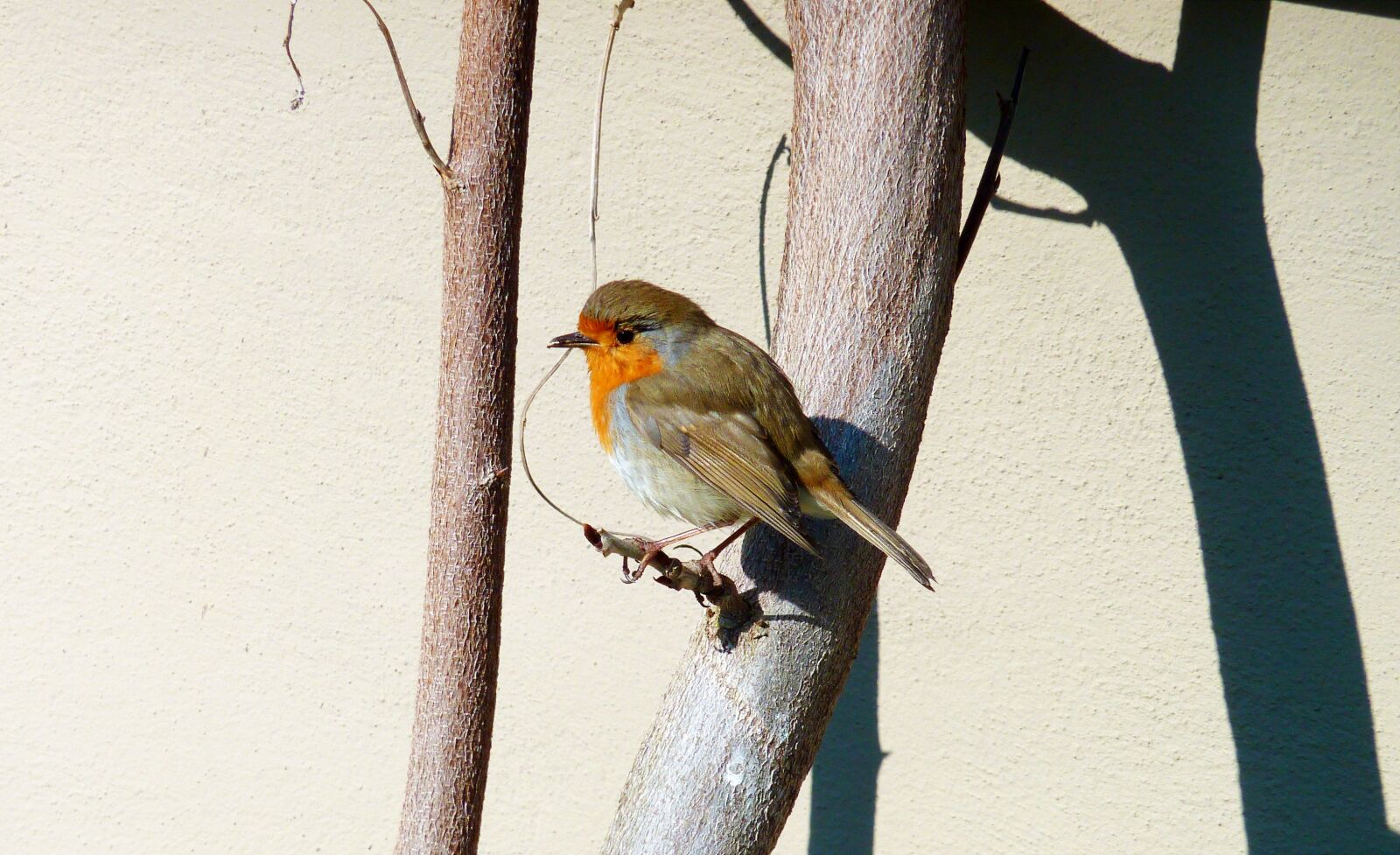 Panasonic DMC-TZ7 sample photo. Autumn, red, robin photography