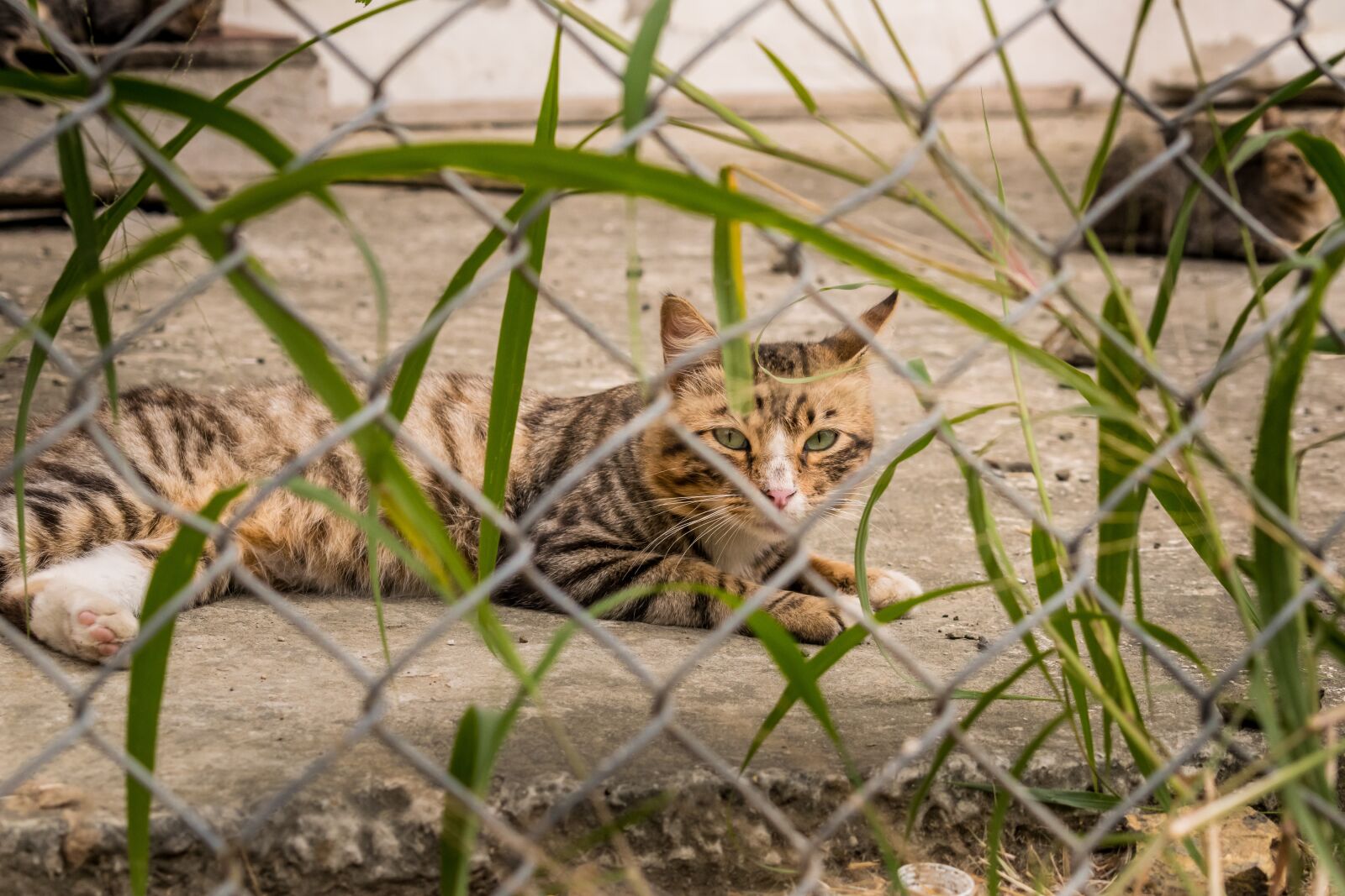 Nikon D5300 sample photo. Cat, animal, cute photography