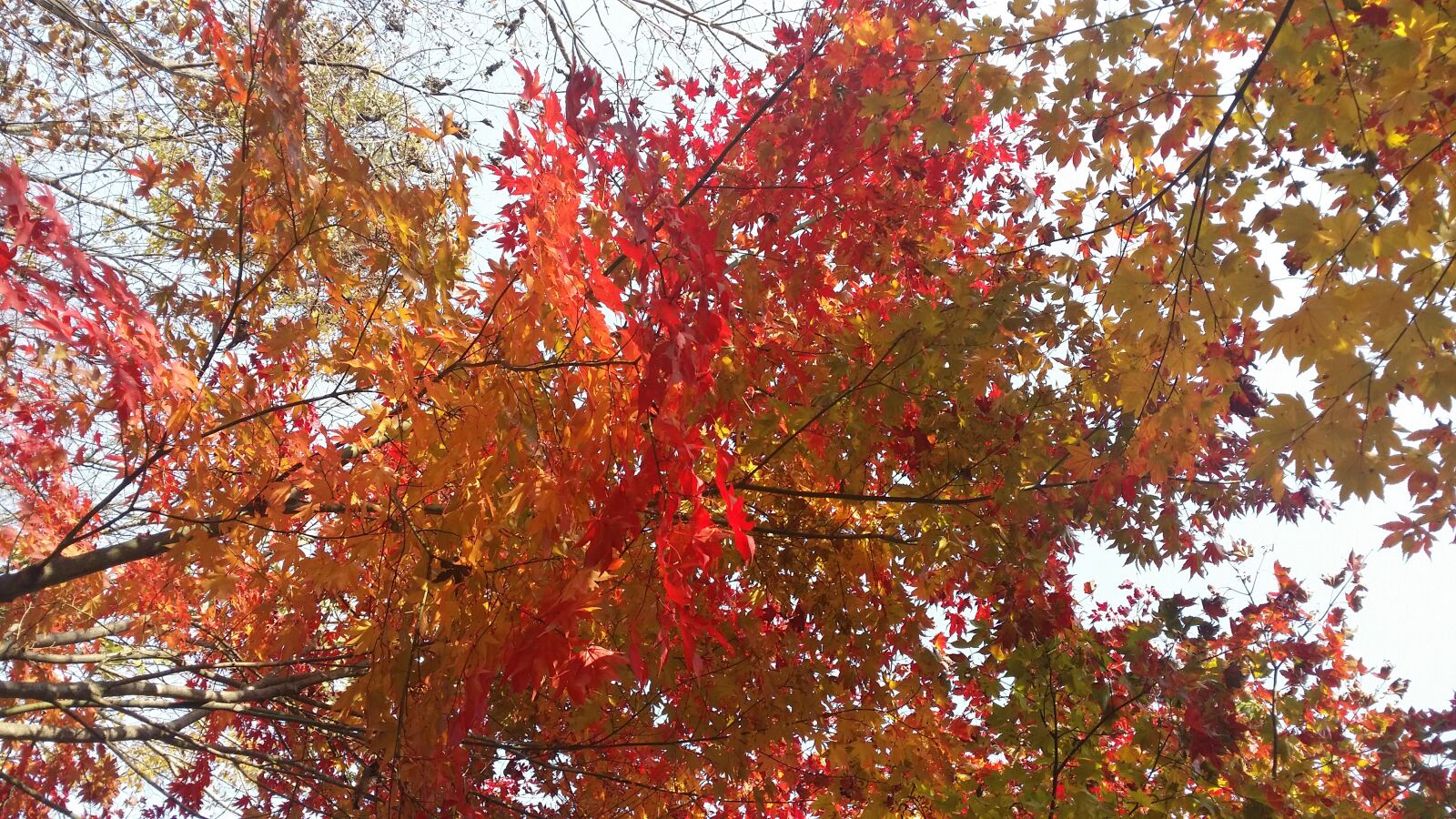 Samsung Galaxy S4 sample photo. Autumn leaves, wood, autumn photography