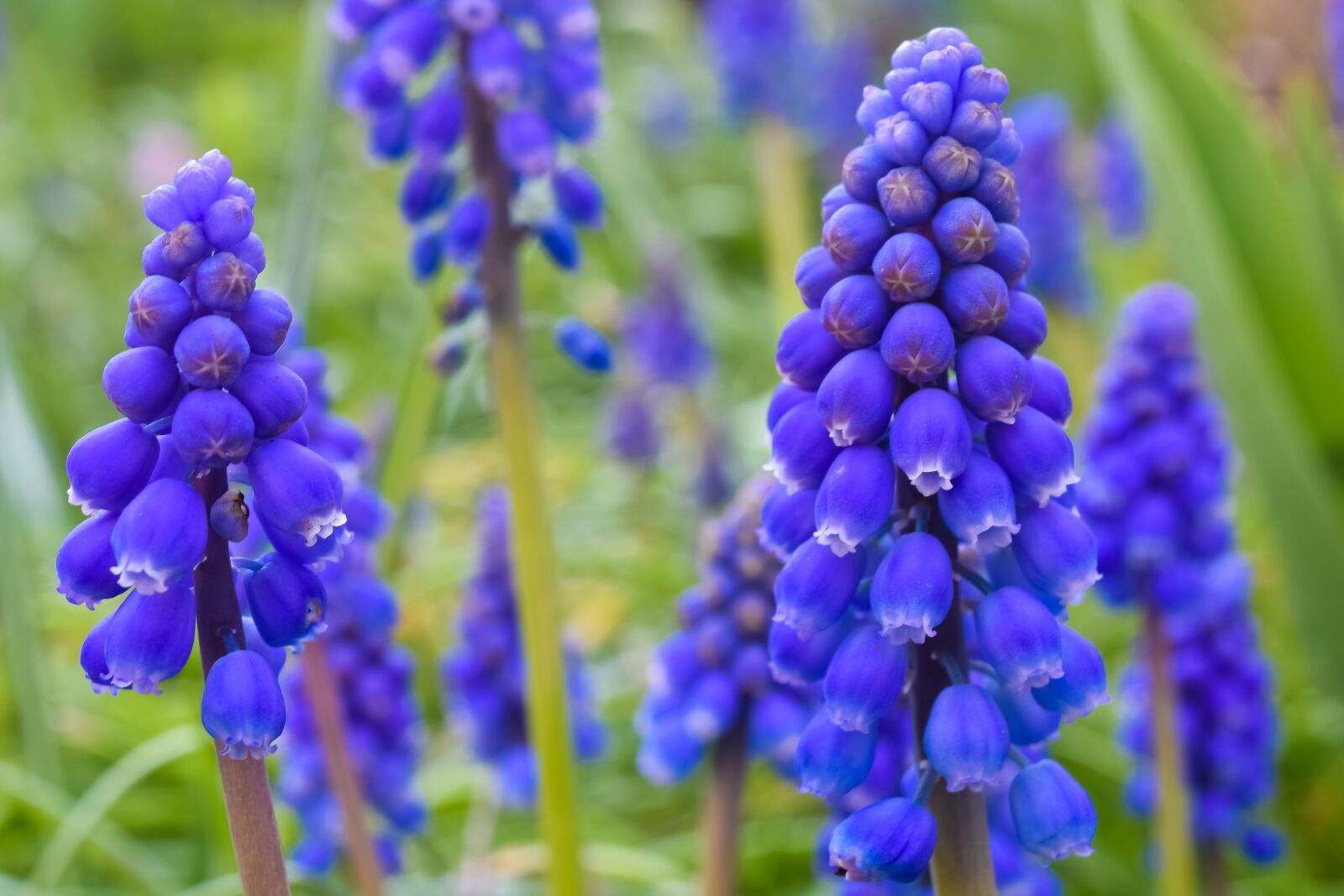 Nikon D3300 sample photo. Muscari, flower, spring photography