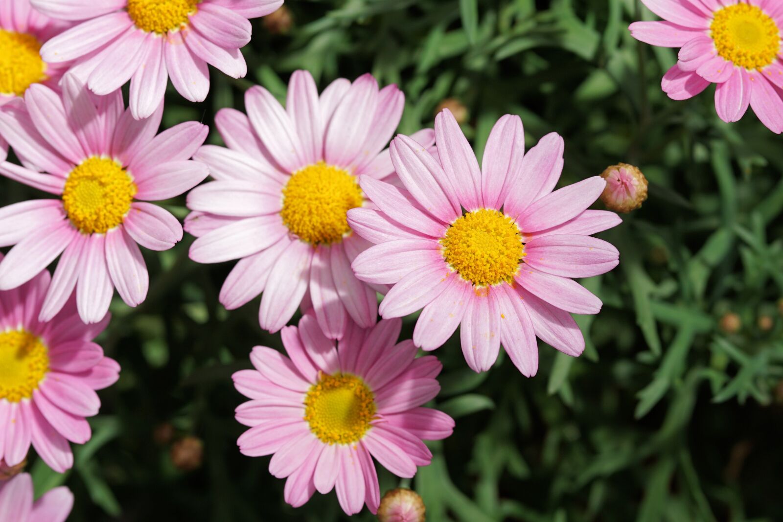 Sony a6000 + E 60mm F2.8 sample photo. Daisies, flower, blossom photography
