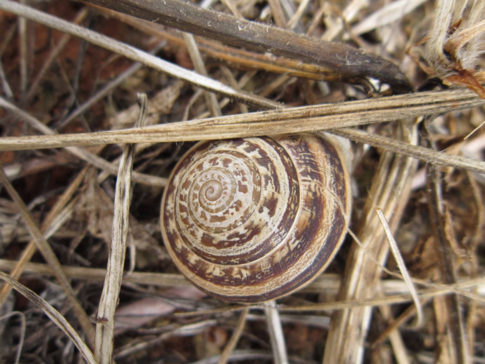 Canon PowerShot A3200 IS sample photo. Nature, gastropod, grass, shell photography