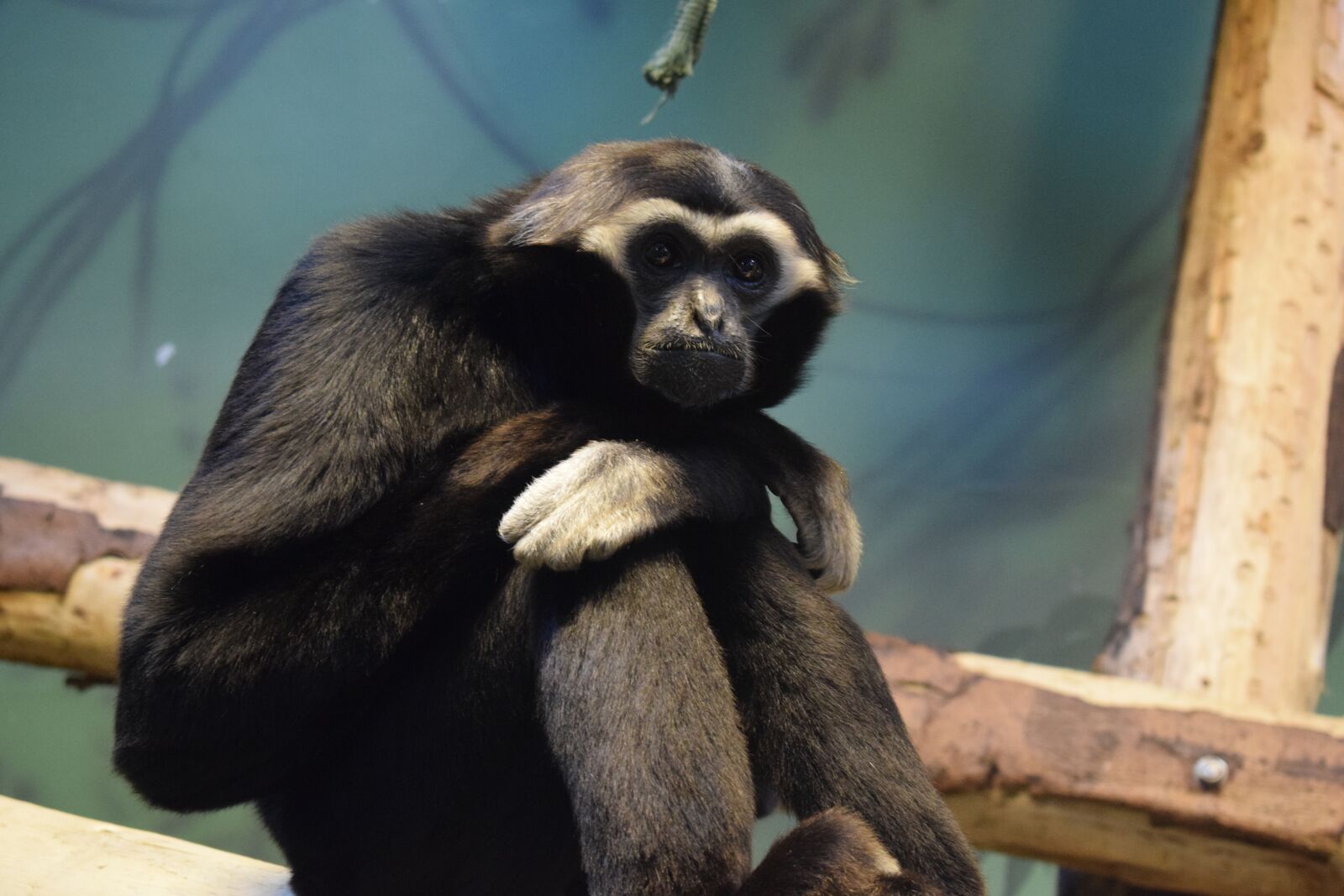 Nikon D3300 sample photo. Blackpool, blackpool zoo, monkey photography