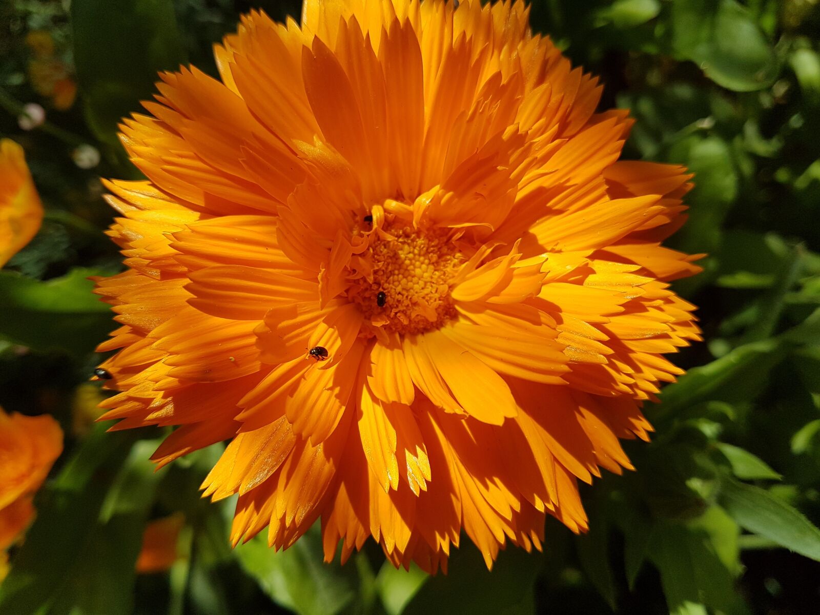Samsung Galaxy S7 Edge sample photo. Flower bloom, flora, garden photography