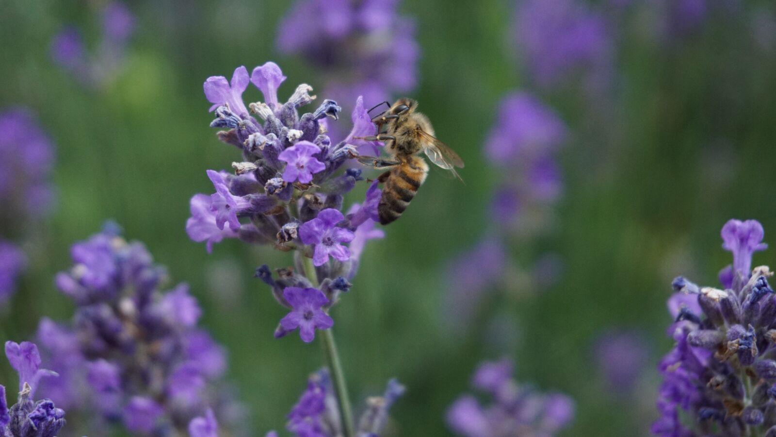 Sony a6000 sample photo. Bee, biene, spring photography