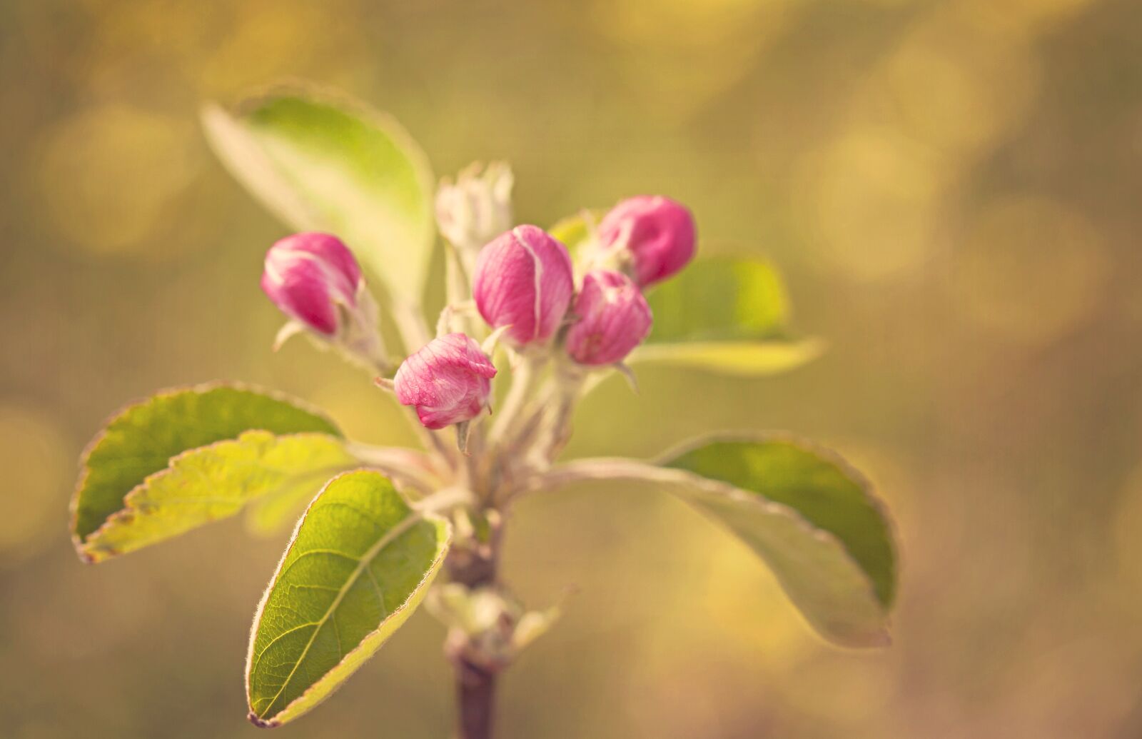 Canon EOS 5D Mark II sample photo. Blossom, apple, spring photography