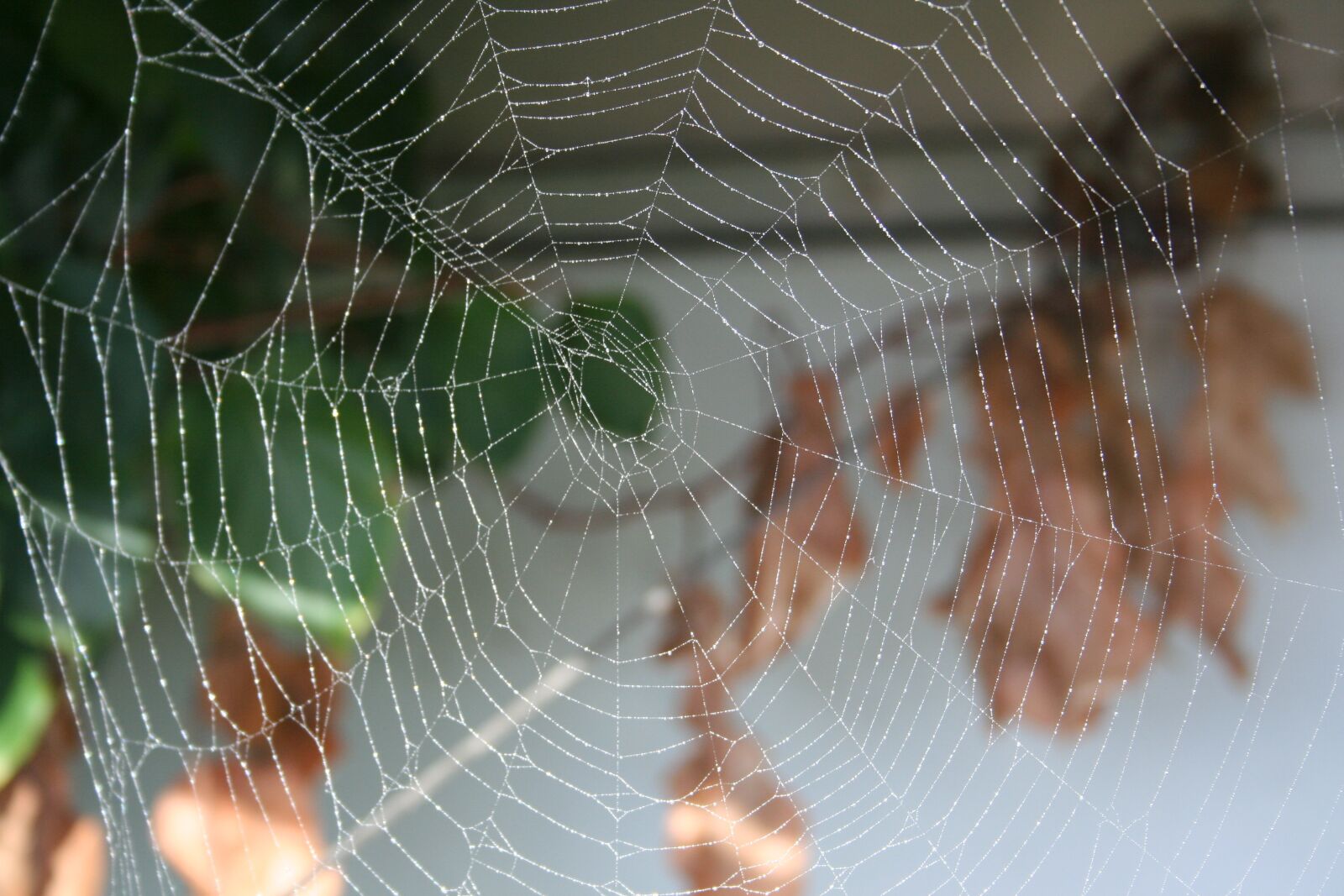 Canon EOS 350D (EOS Digital Rebel XT / EOS Kiss Digital N) sample photo. Cobweb, spider, spider web photography