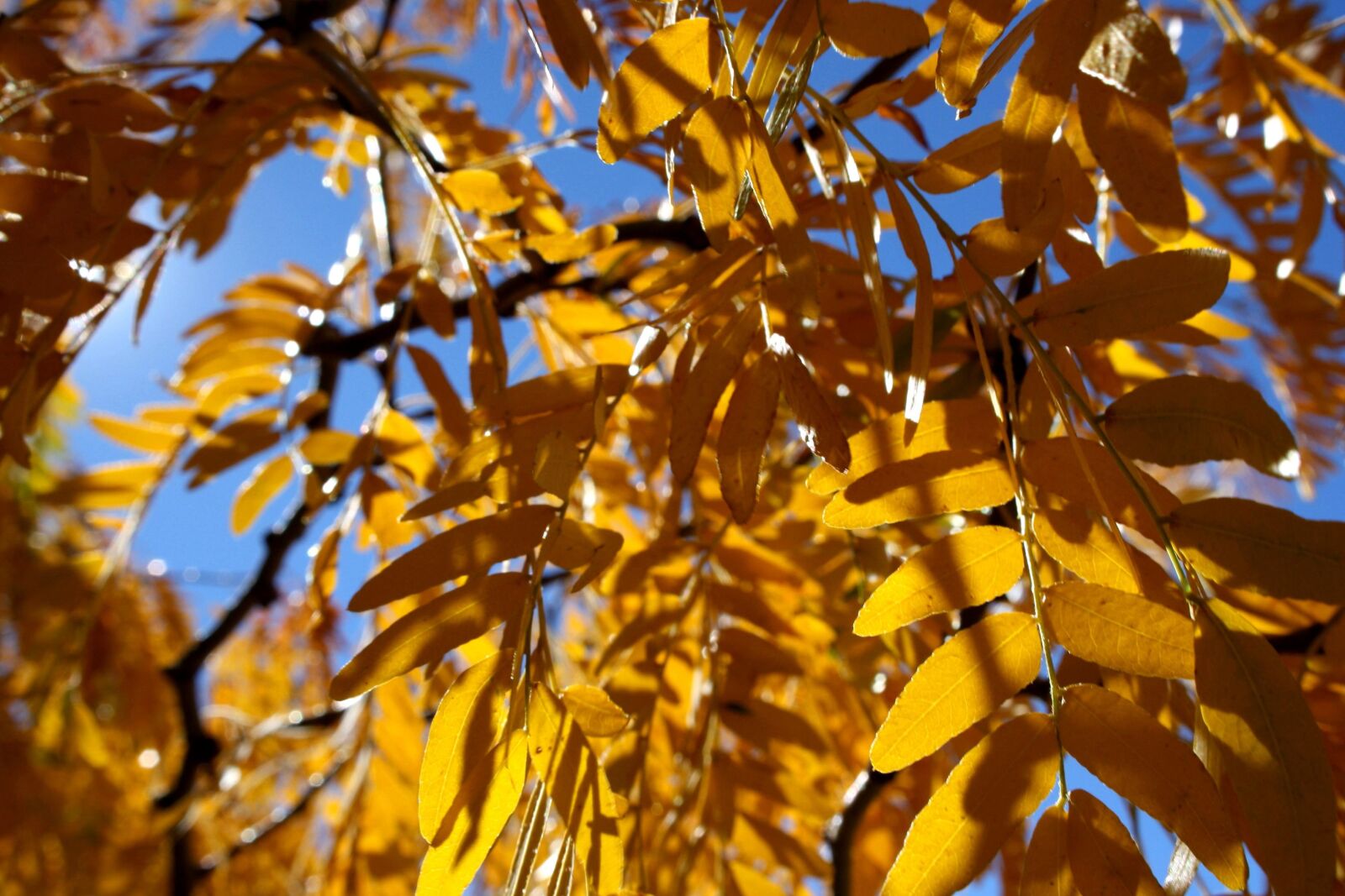 f/3.5-5.6 IS sample photo. Yellow leaves, autumn, locust photography