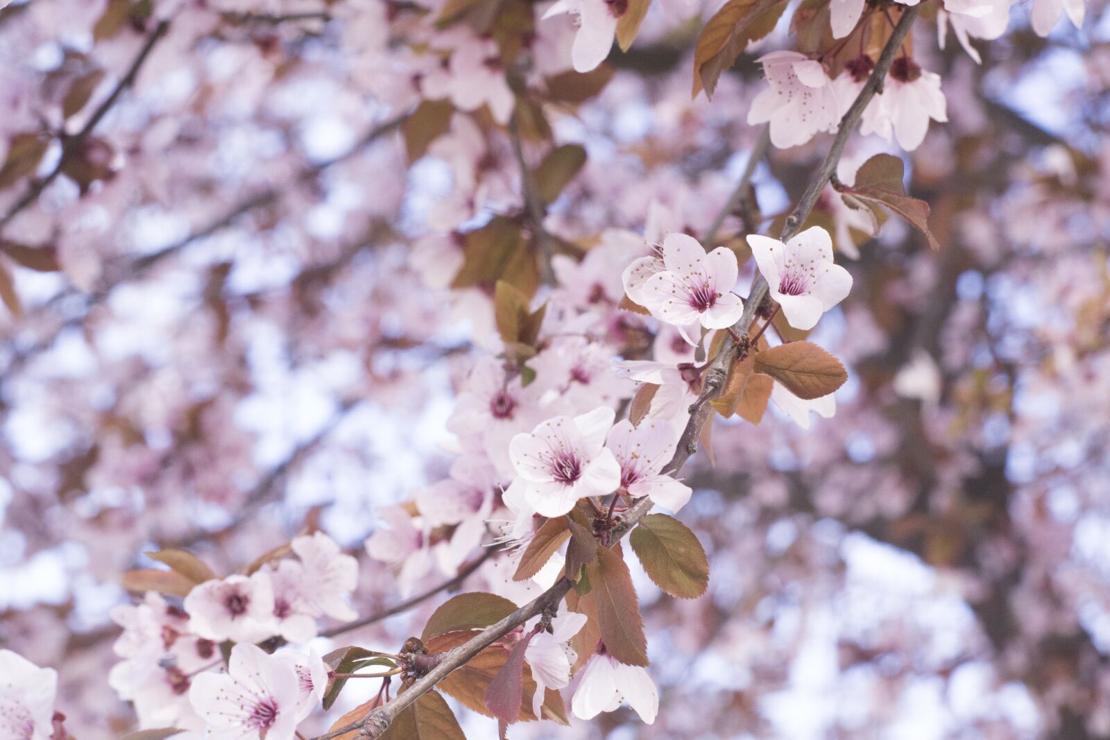 Nikon D3100 sample photo. Flowers, park, spring photography