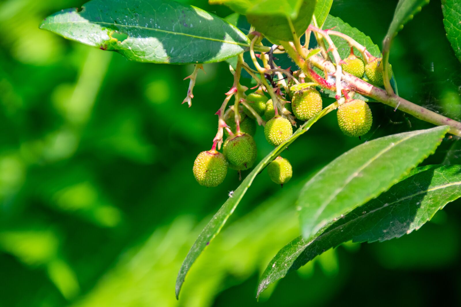 Nikon D3400 sample photo. Strawberry tree, plant, fruit photography