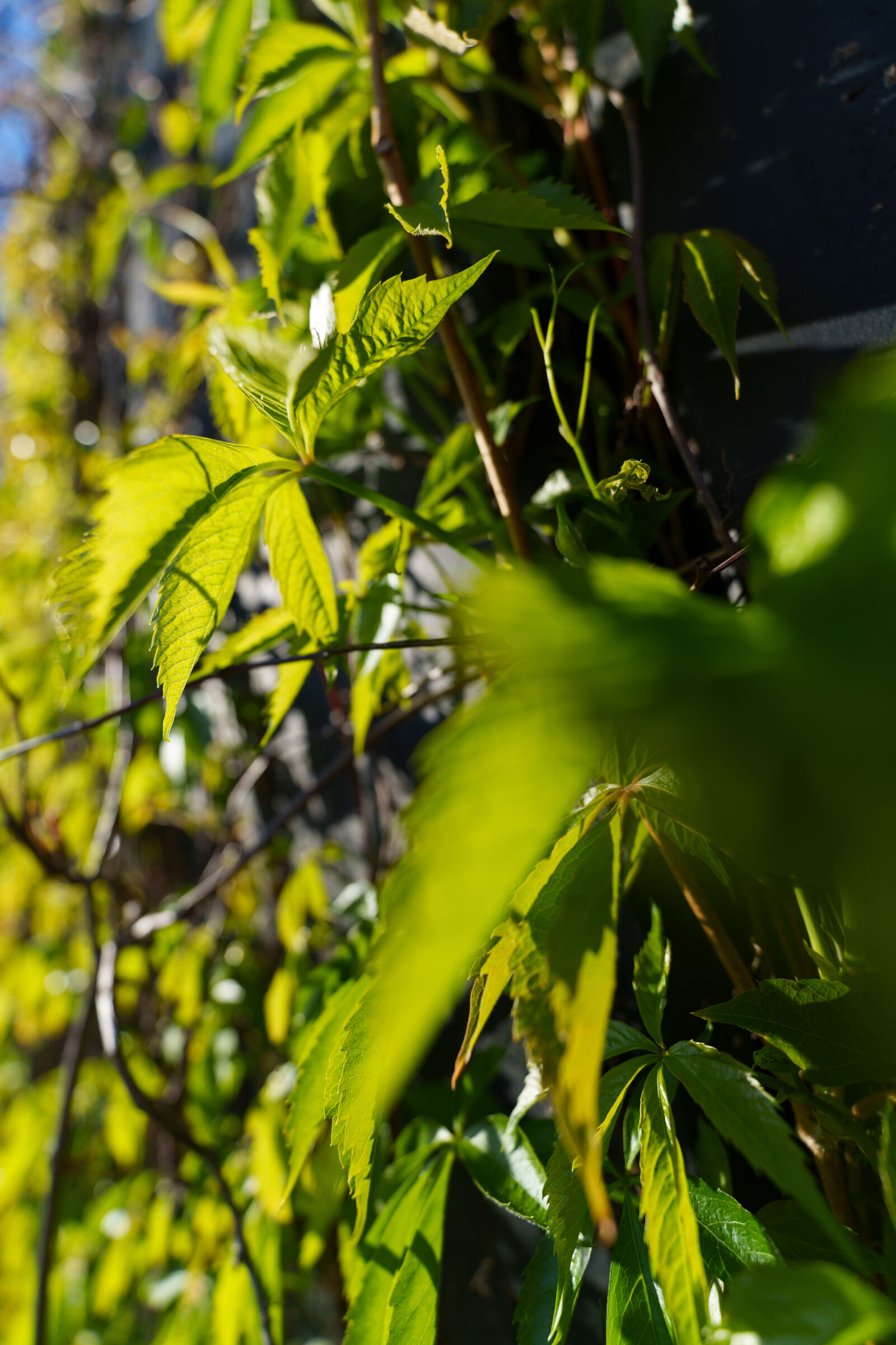 Sony a7R V sample photo. New leaves photography