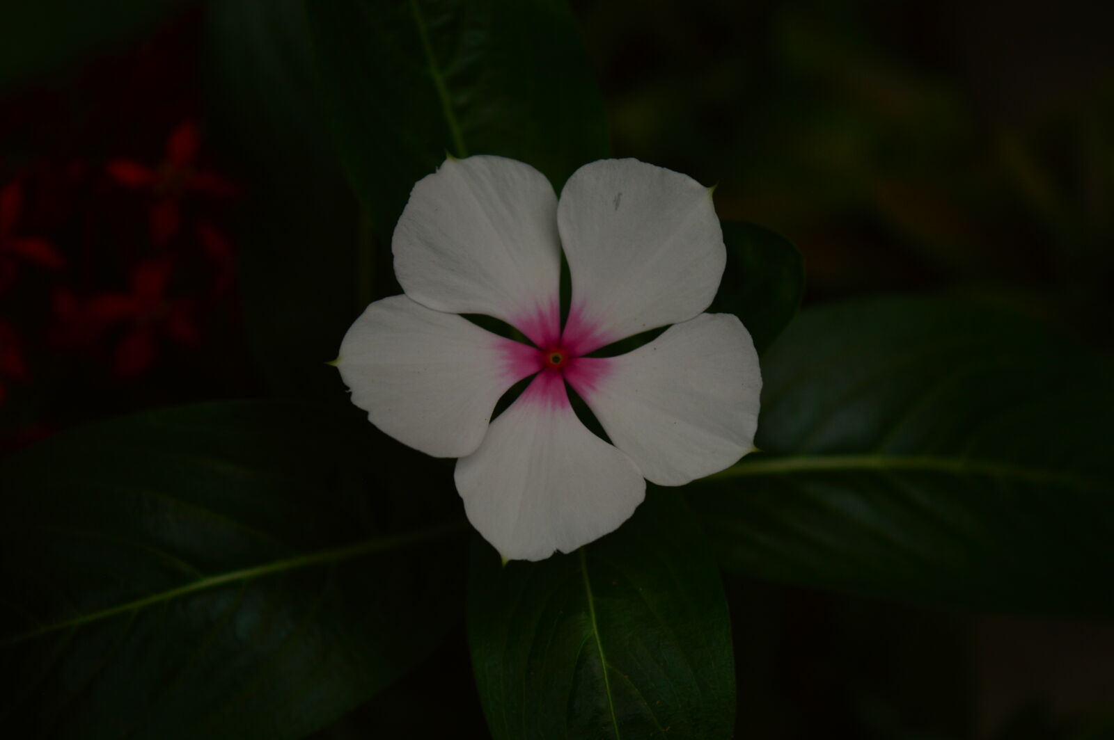 Nikon D3200 sample photo. White flower photography