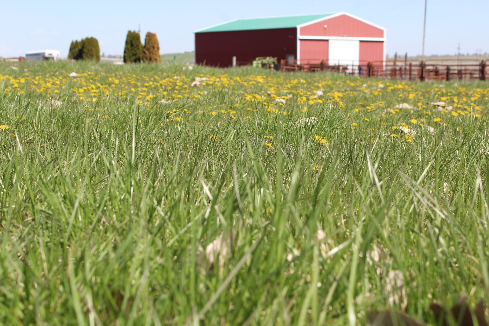 Canon EOS 1300D (EOS Rebel T6 / EOS Kiss X80) sample photo. Field, grass, nature photography