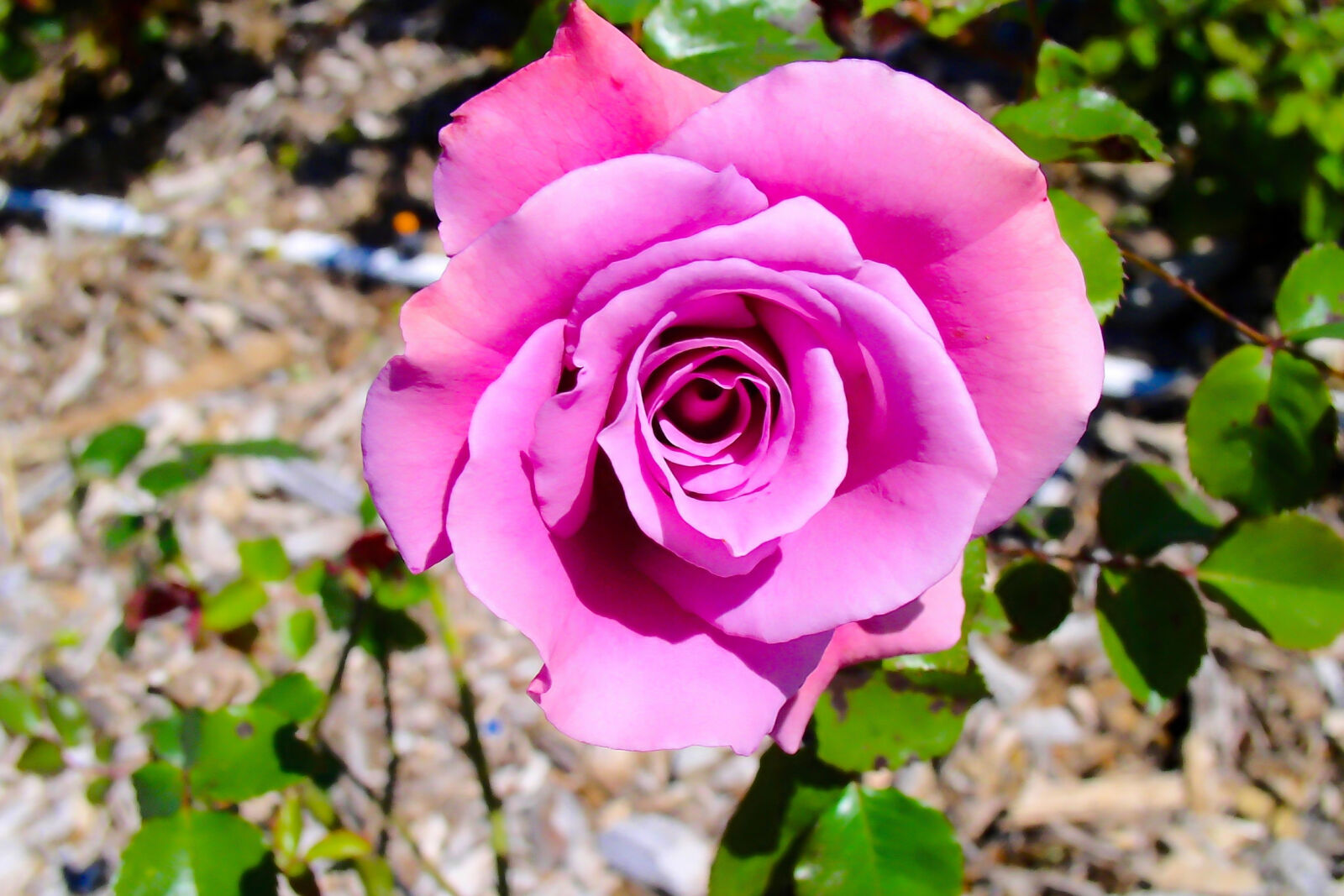 Olympus C4100Z,C4000Z sample photo. Pink, flower, macro, photography photography