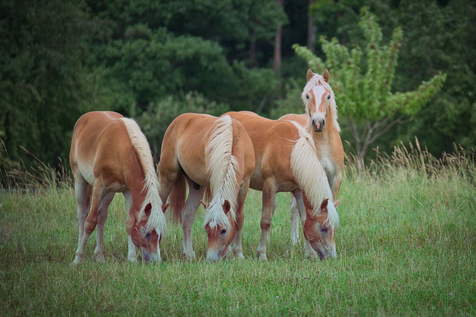 Nikon Z6 sample photo. Haflinger, horses, animal photography