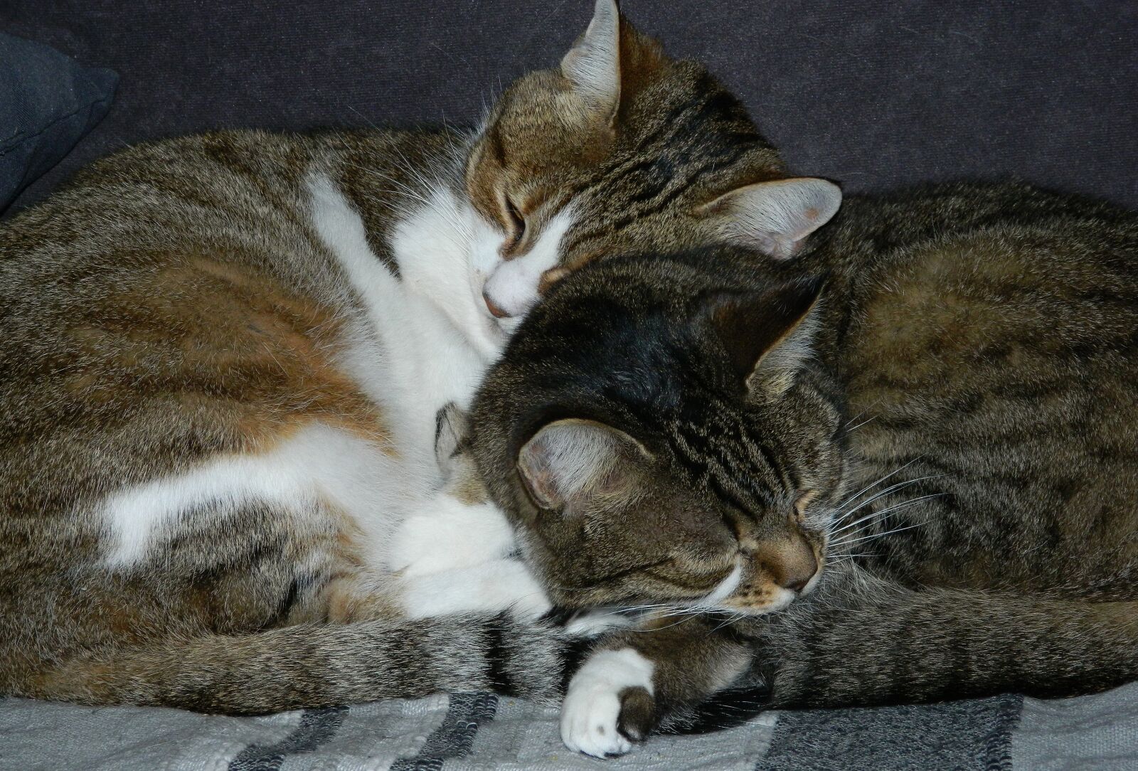 Nikon COOLPIX L310 sample photo. Cats, animals, close up photography