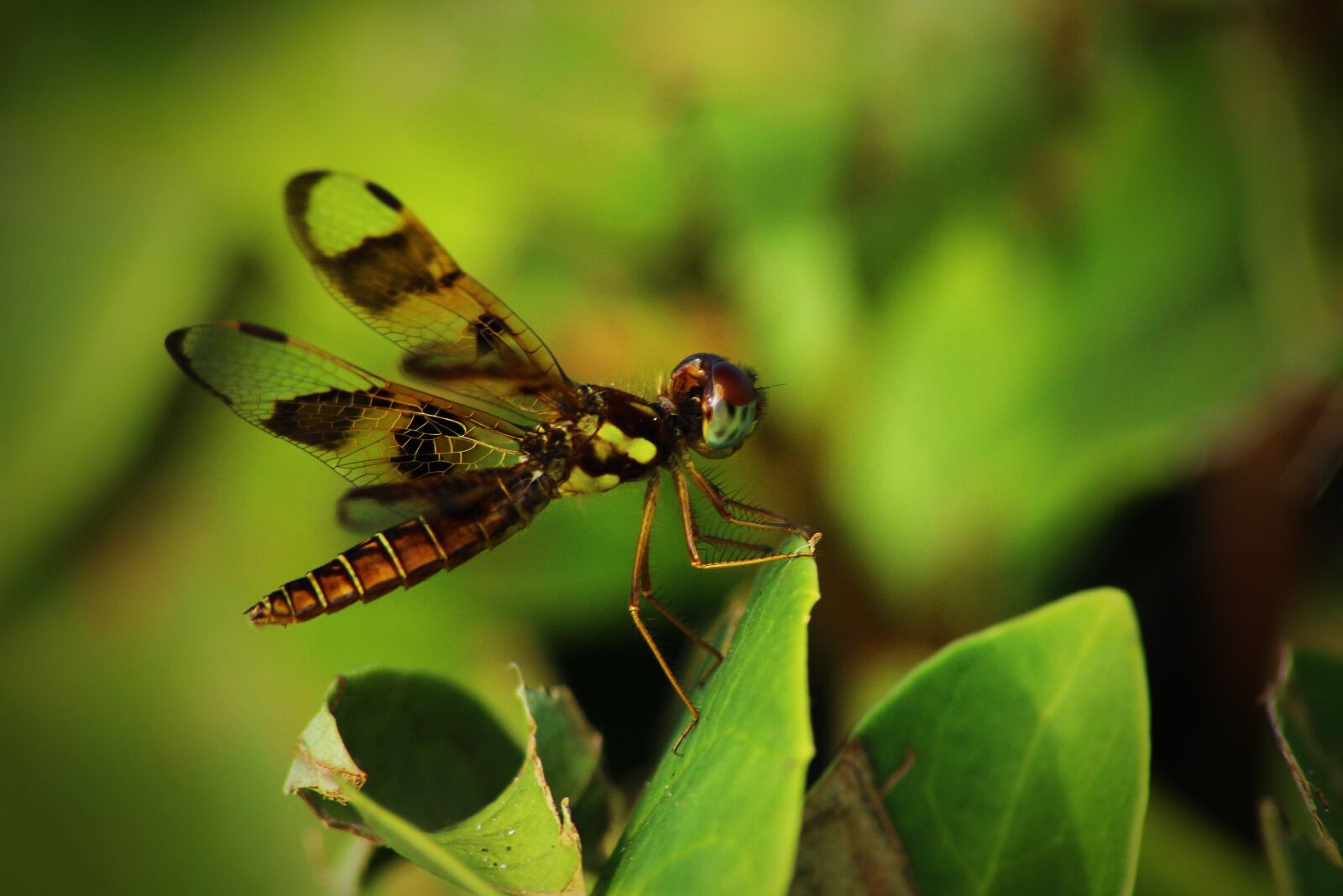 Canon EOS 600D (Rebel EOS T3i / EOS Kiss X5) sample photo. Dragonfly, insect, nature photography