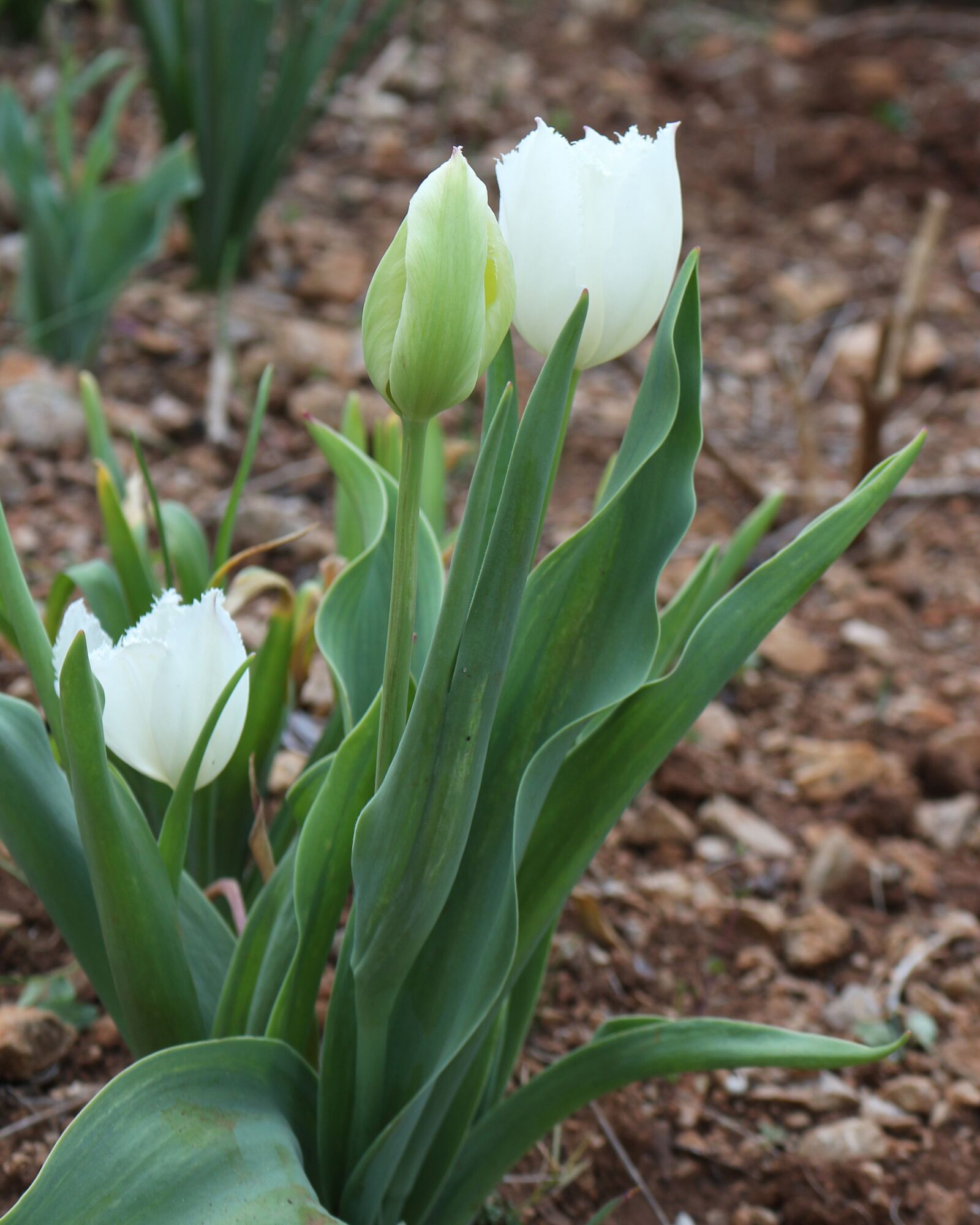 Canon EOS 700D (EOS Rebel T5i / EOS Kiss X7i) sample photo. White, white flowers, white photography
