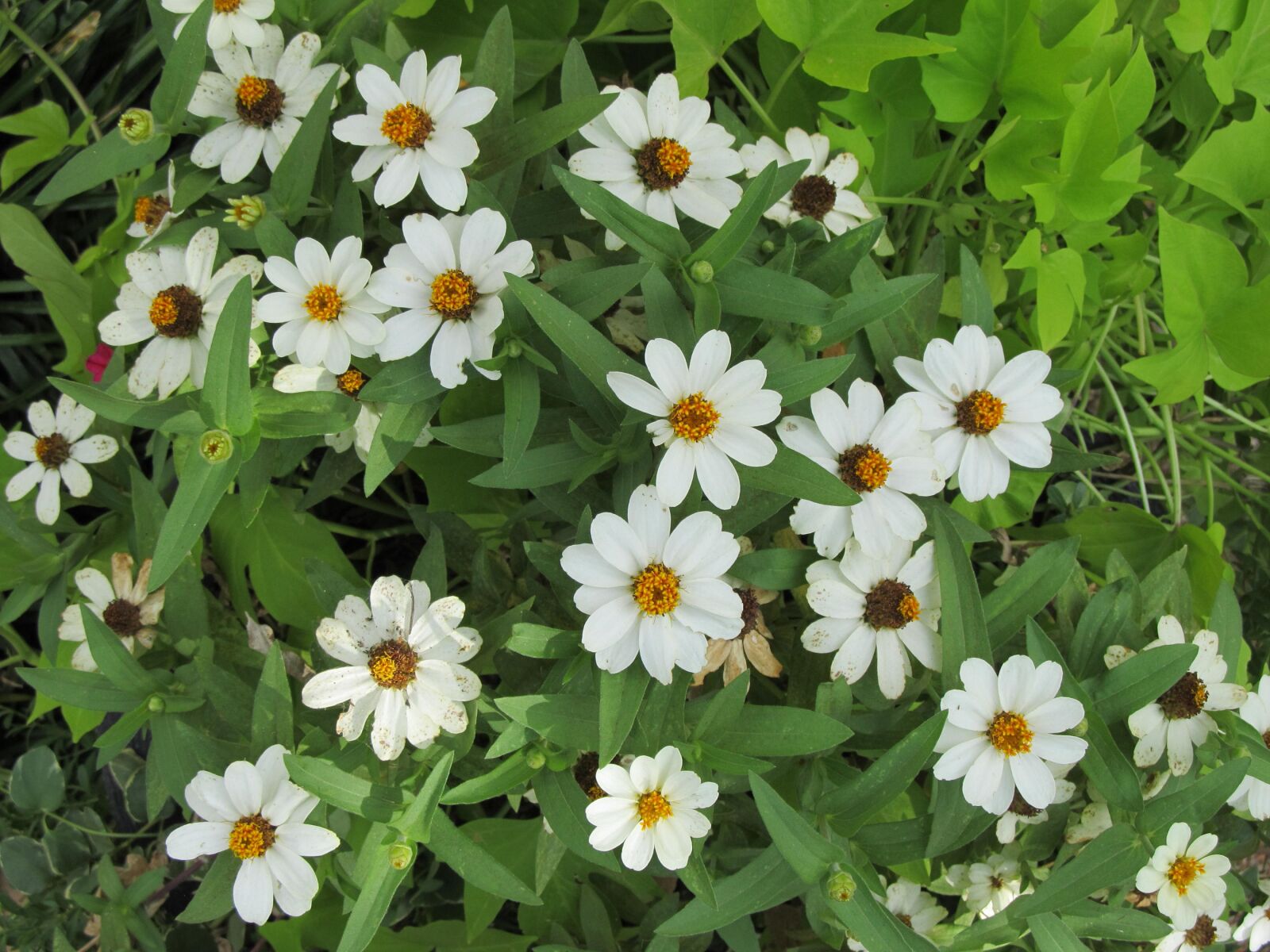 Canon PowerShot SX130 IS sample photo. Daisies, flowers, garden photography