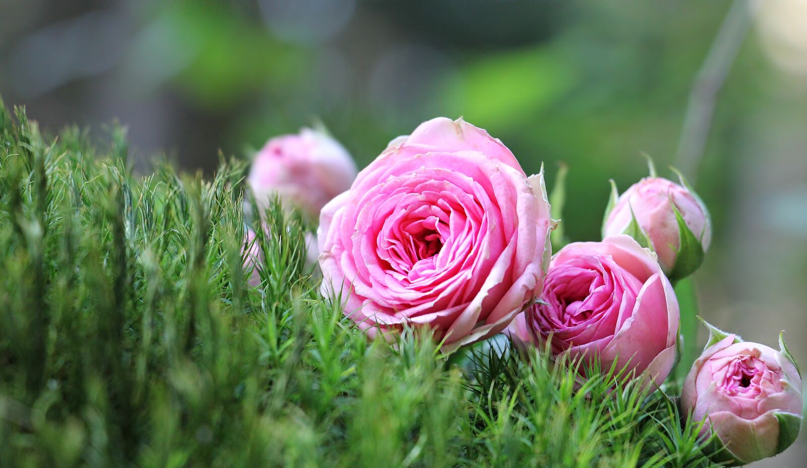 Canon EOS 550D (EOS Rebel T2i / EOS Kiss X4) sample photo. Rose, bush r schen photography