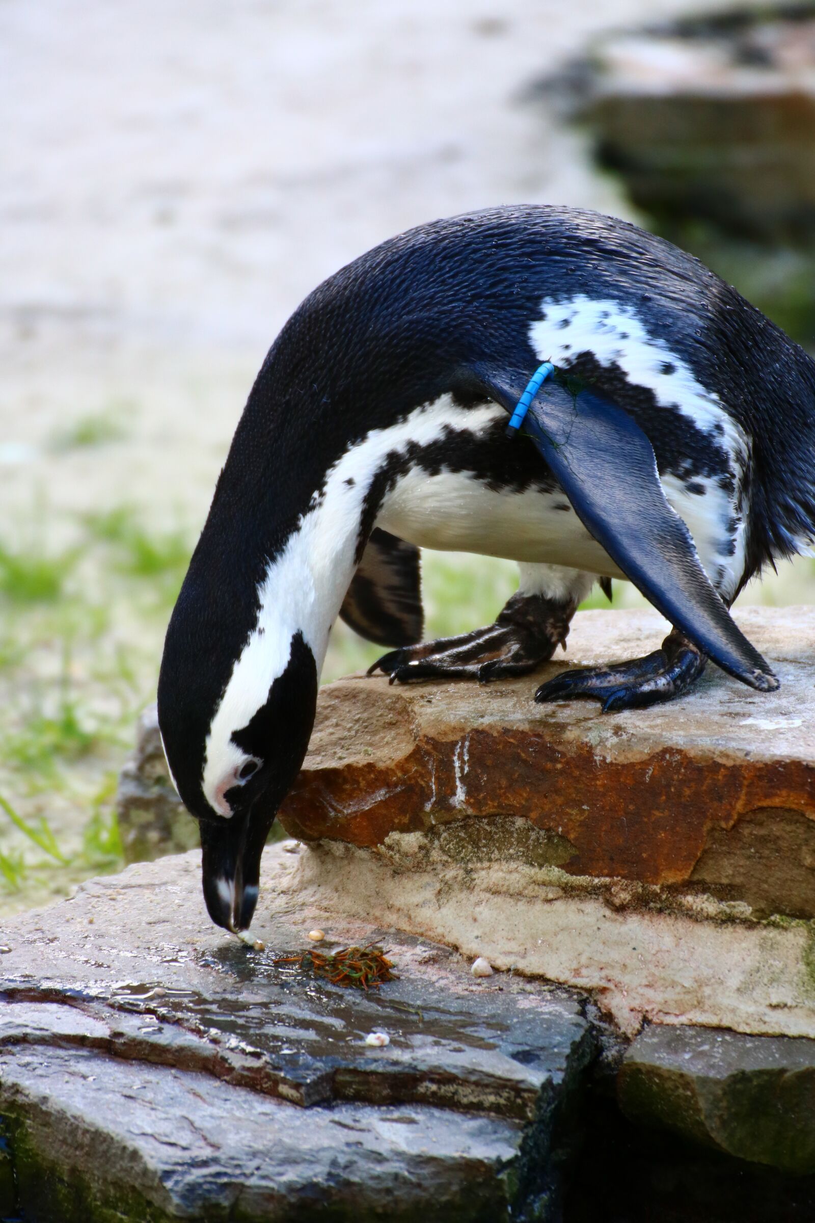 Canon EOS 750D (EOS Rebel T6i / EOS Kiss X8i) sample photo. Water, penguin, bird photography