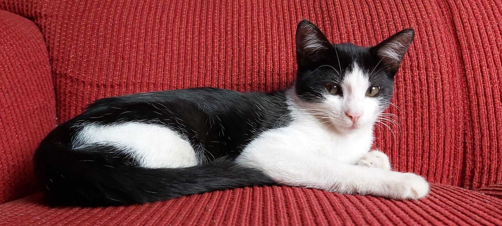 Samsung Galaxy A70 sample photo. Cat, pet, animal photography