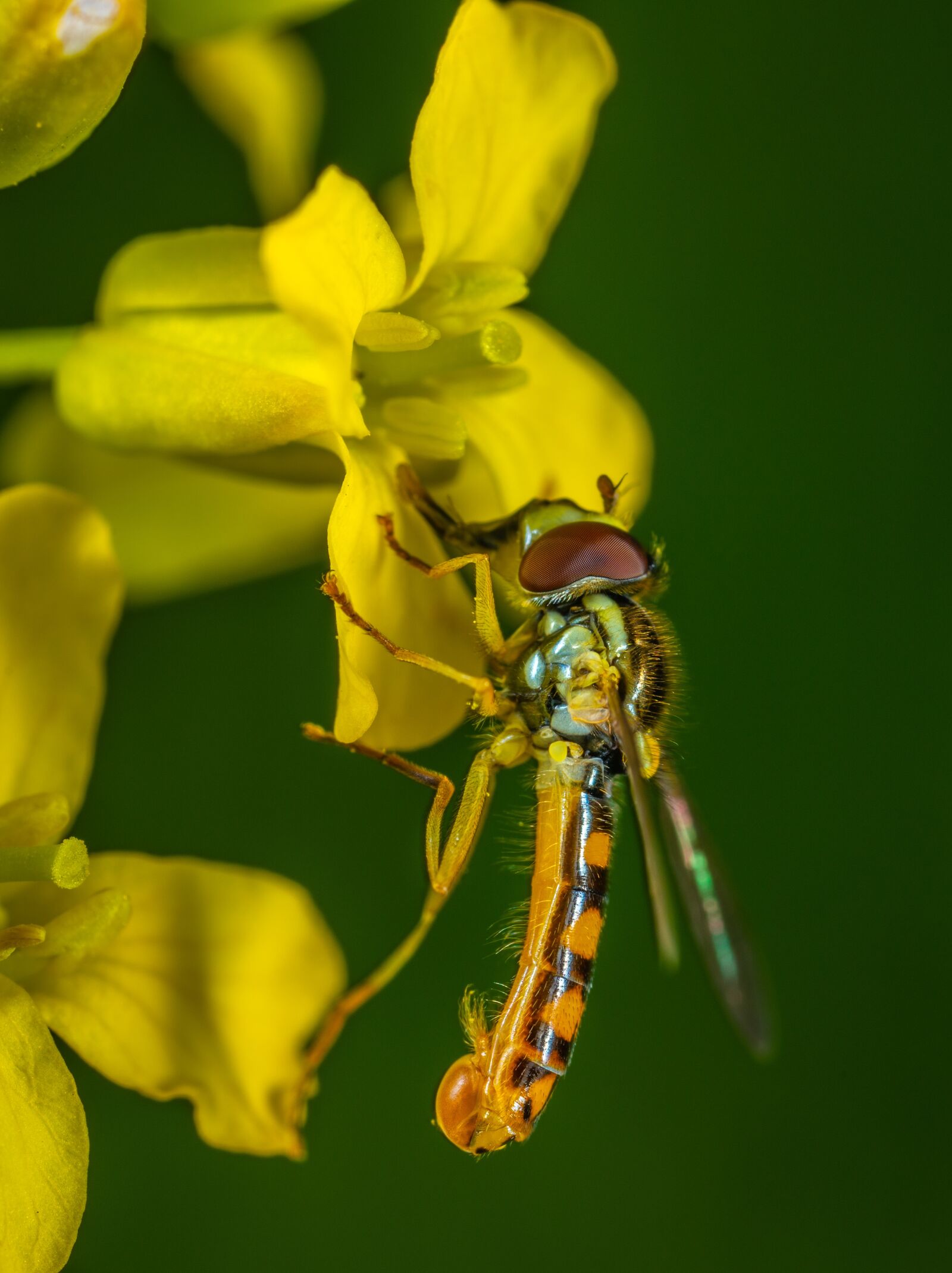 #124 65/2.8 sample photo. Macro, insect, flower photography