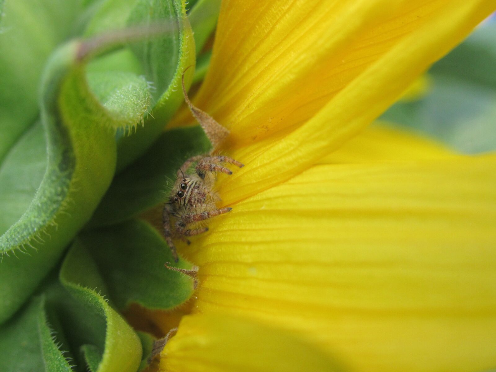 Canon PowerShot SX530 HS sample photo. Spider, insect, nature photography