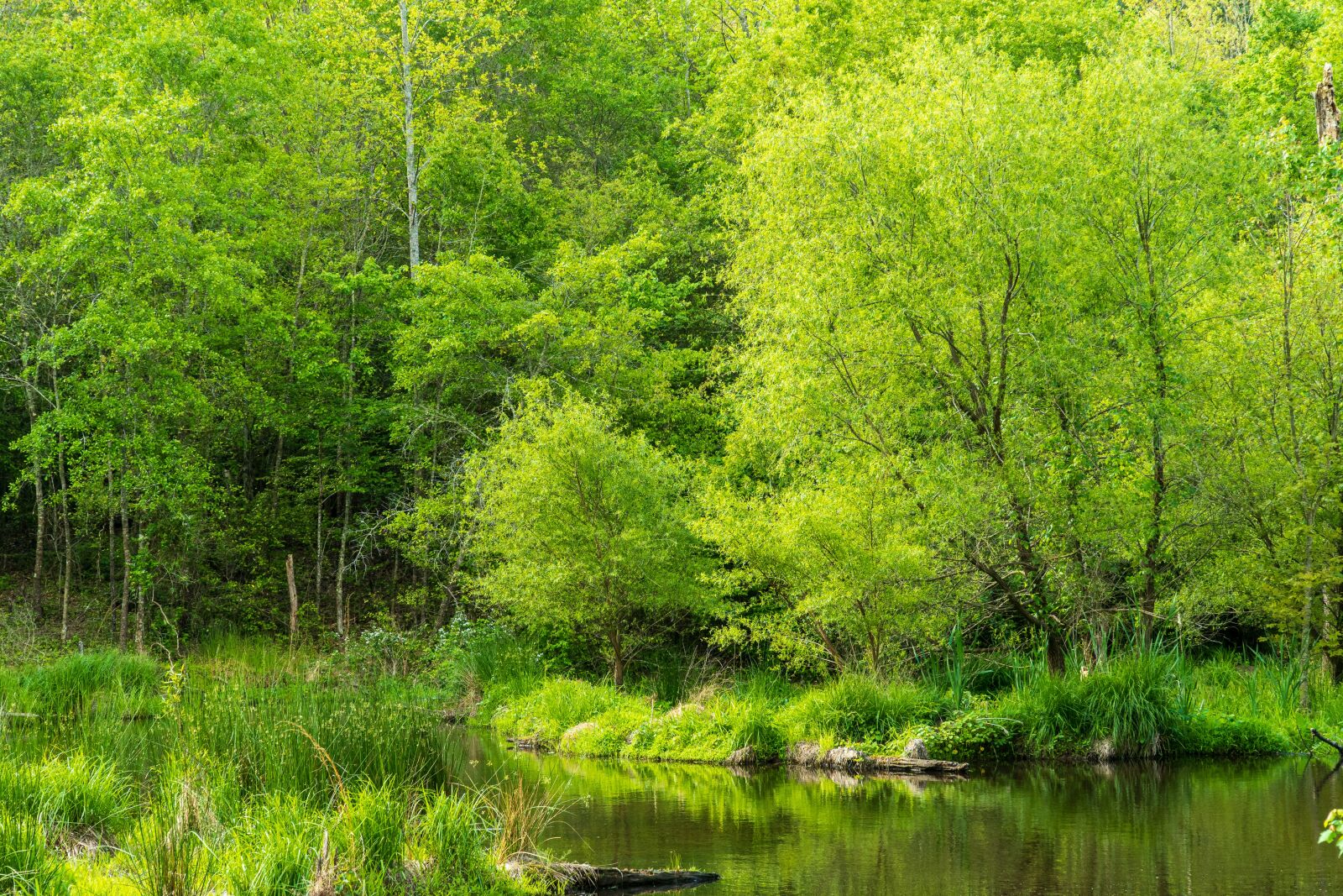 Sony E PZ 18-105mm F4 G OSS sample photo. Wetlands, wetland conservation, spring photography