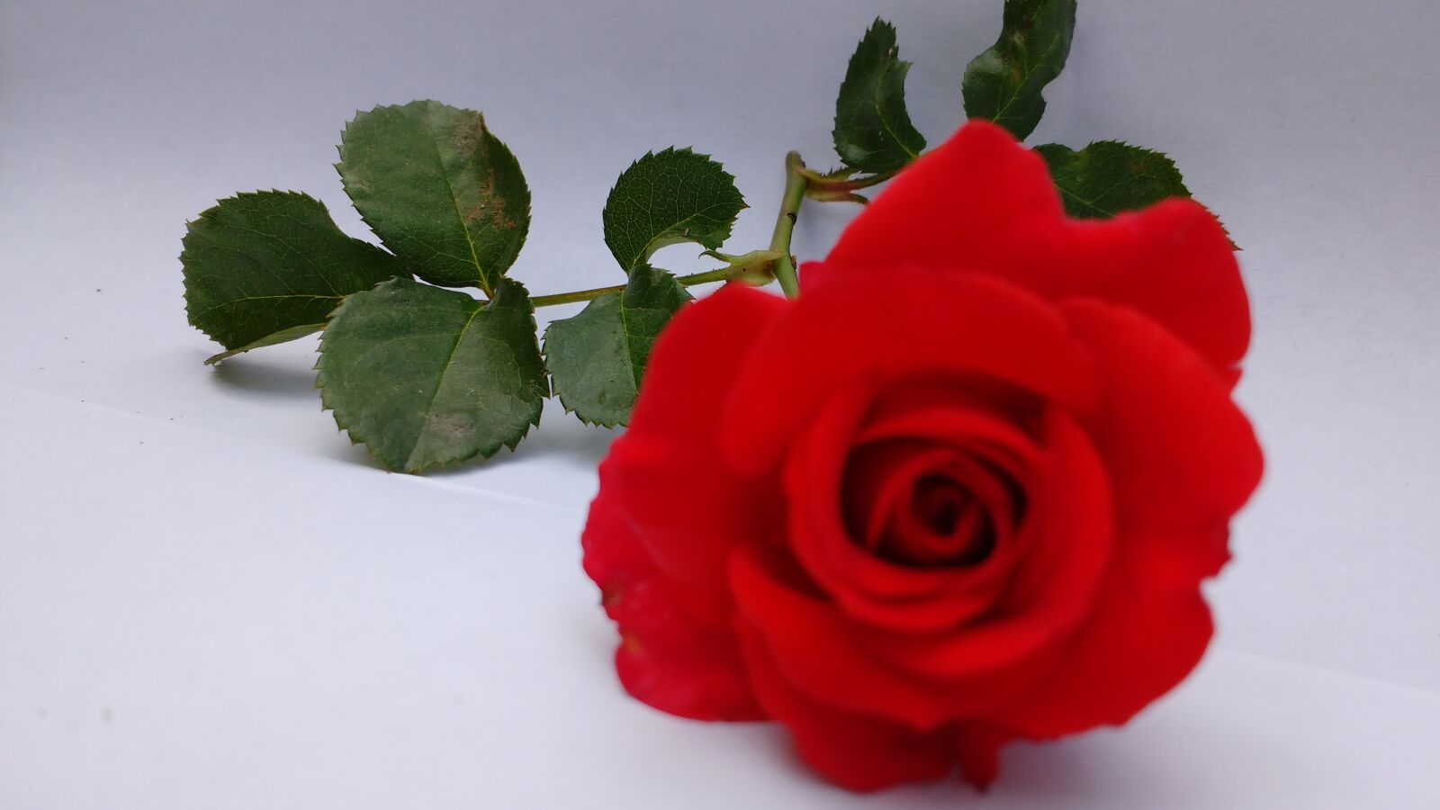 Motorola MotoG3 sample photo. Beautiful, flowers, red, roses photography