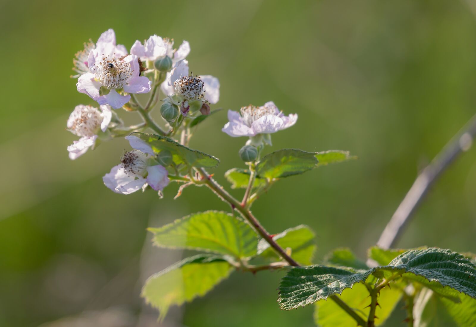 Canon EOS 5D Mark III sample photo. Bramble, blackberry blossom, blackberry photography